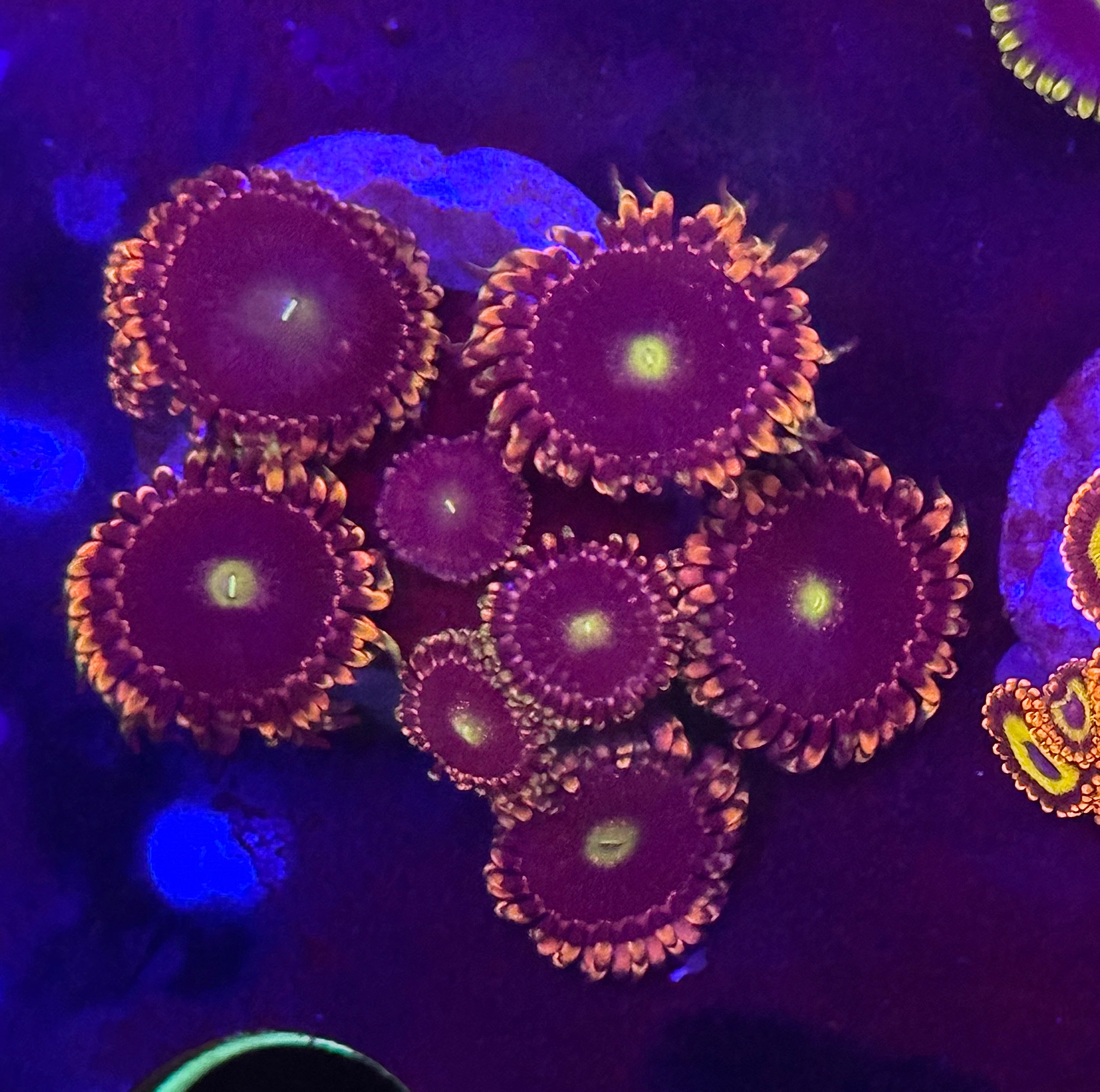 Antimatter Zoas