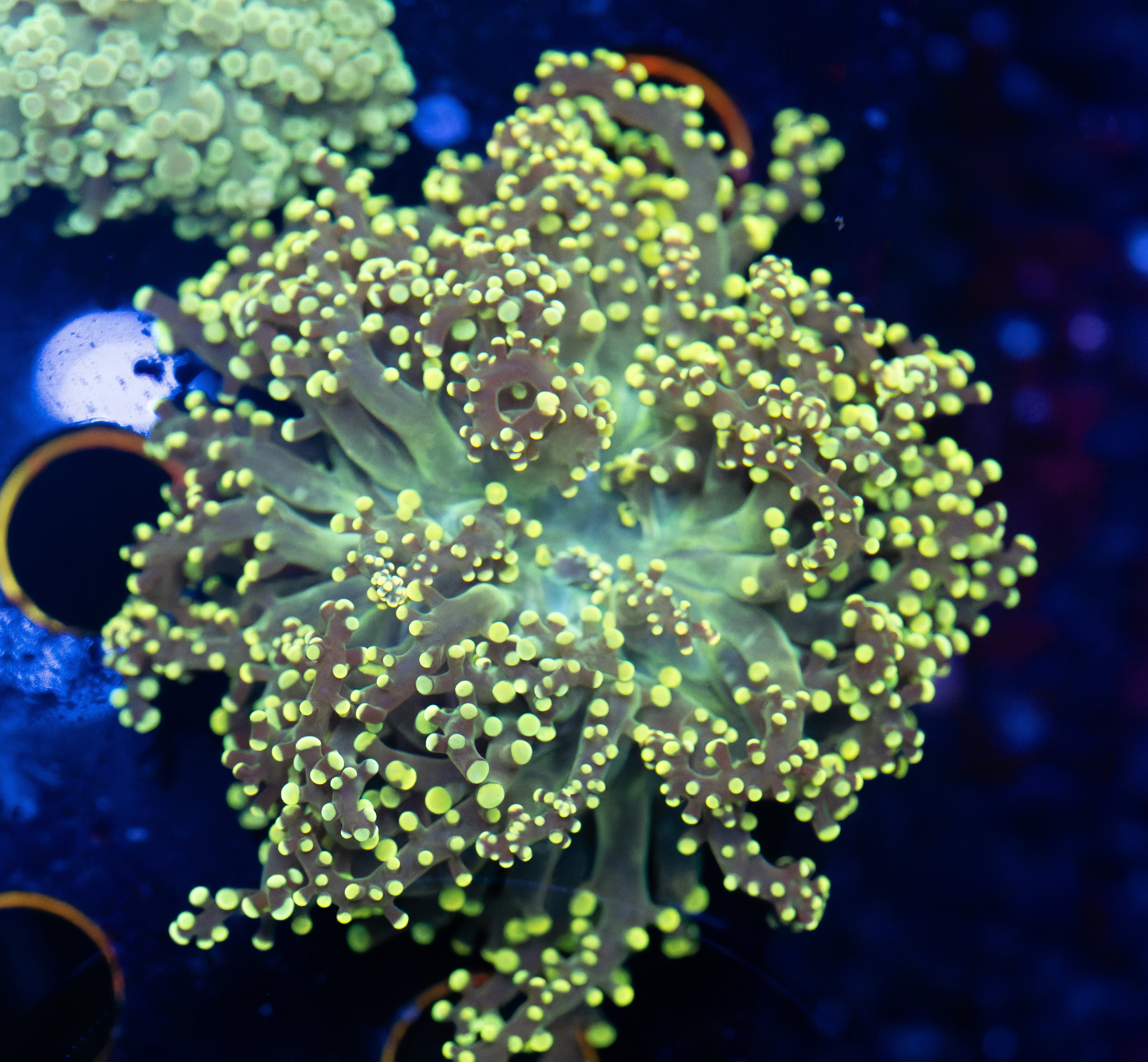 Lemon Lime Octospawn