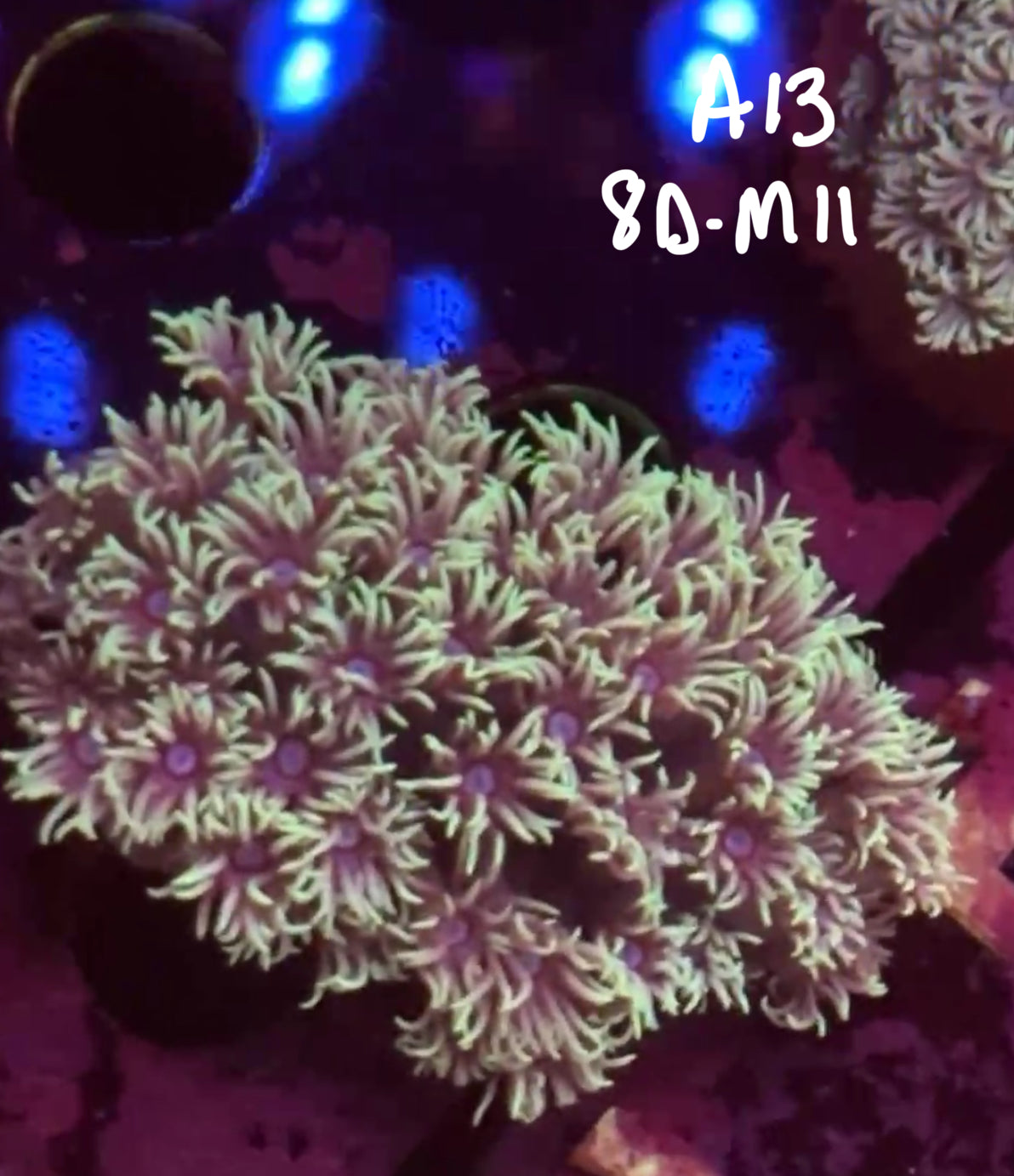 Kelsi Hohensee 10/25 Facebook Live Auction