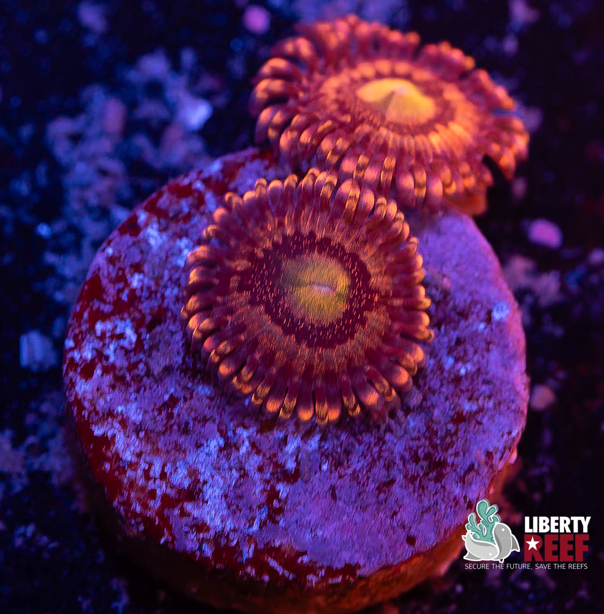 Halle Berry Zoas