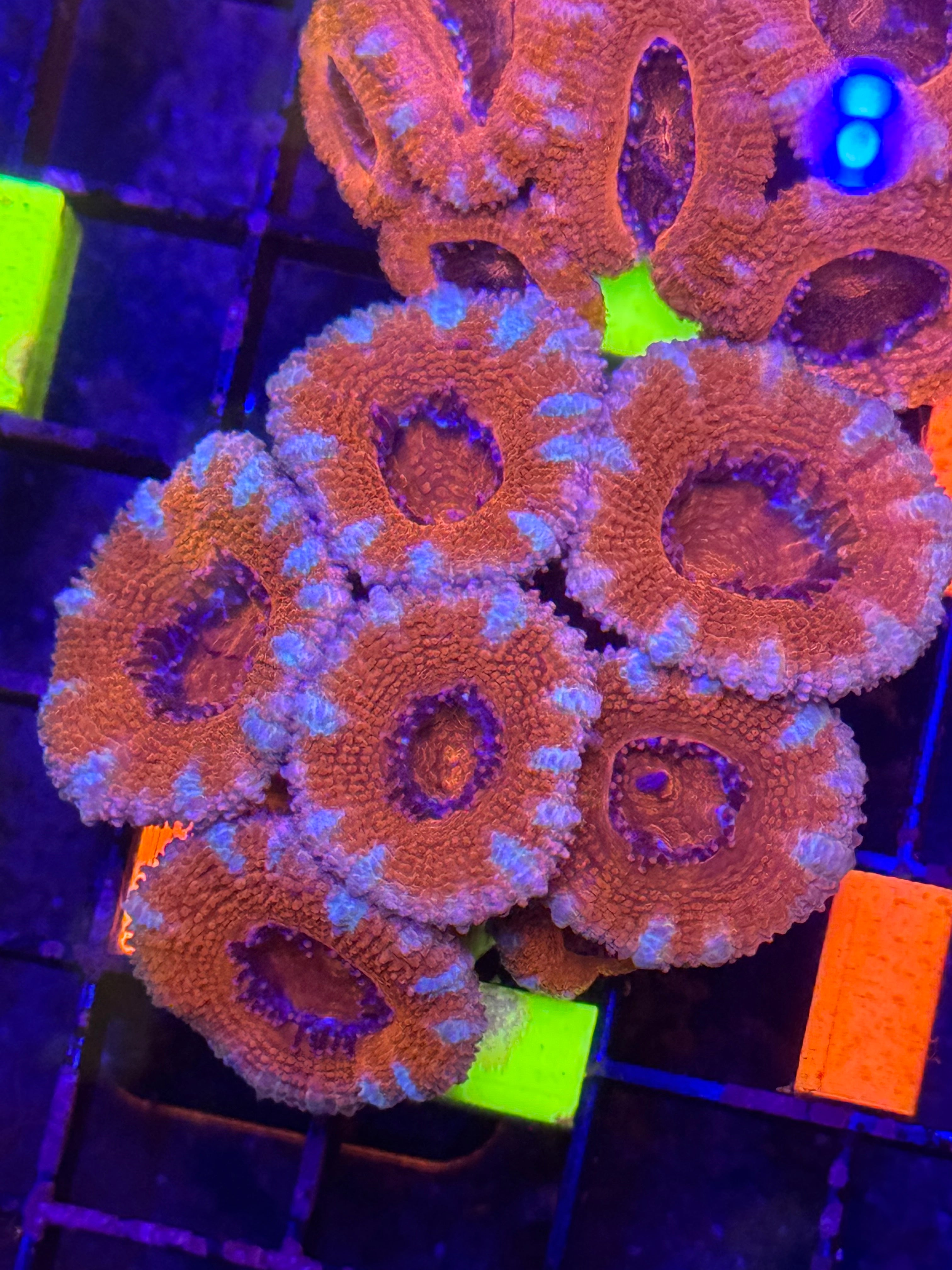 Stitches Acan Chunk