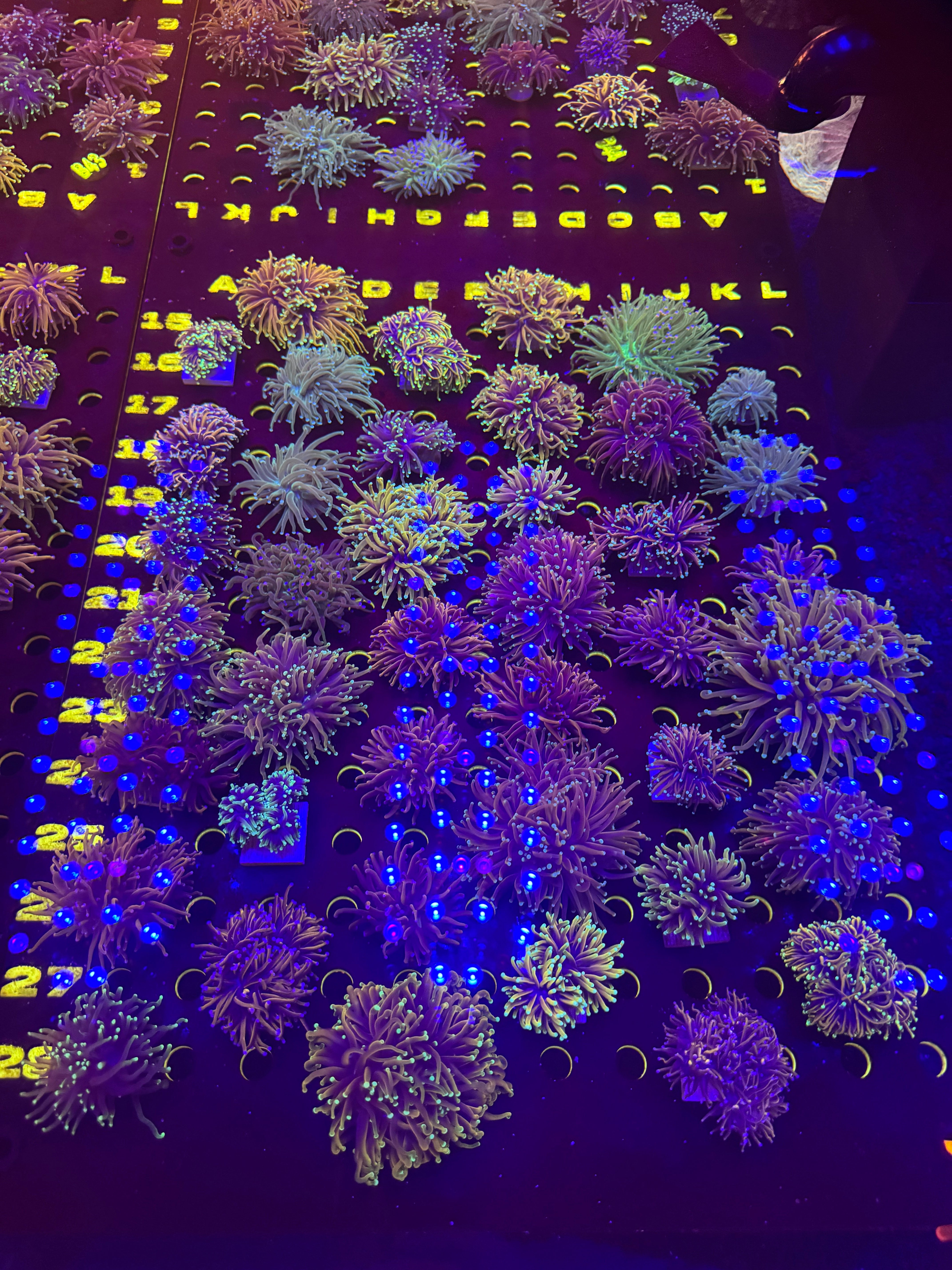 Our Coral