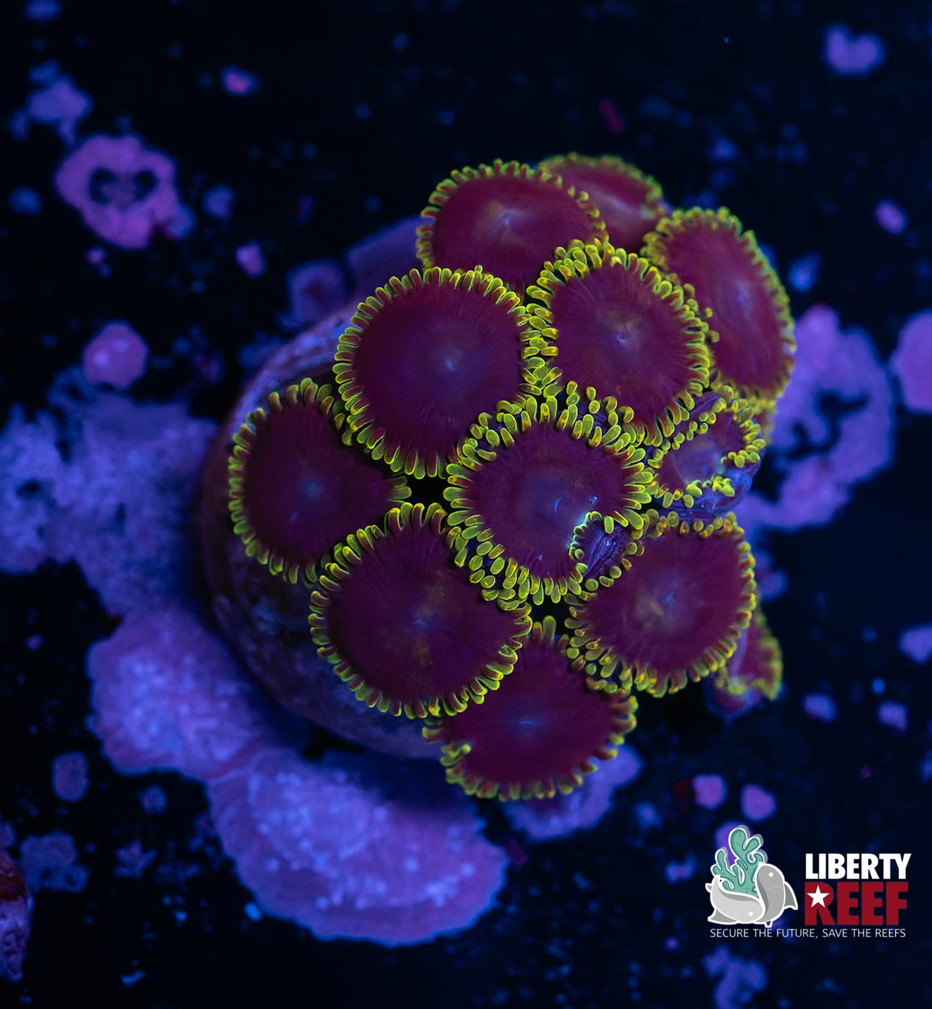 Wicked Zoa Morph