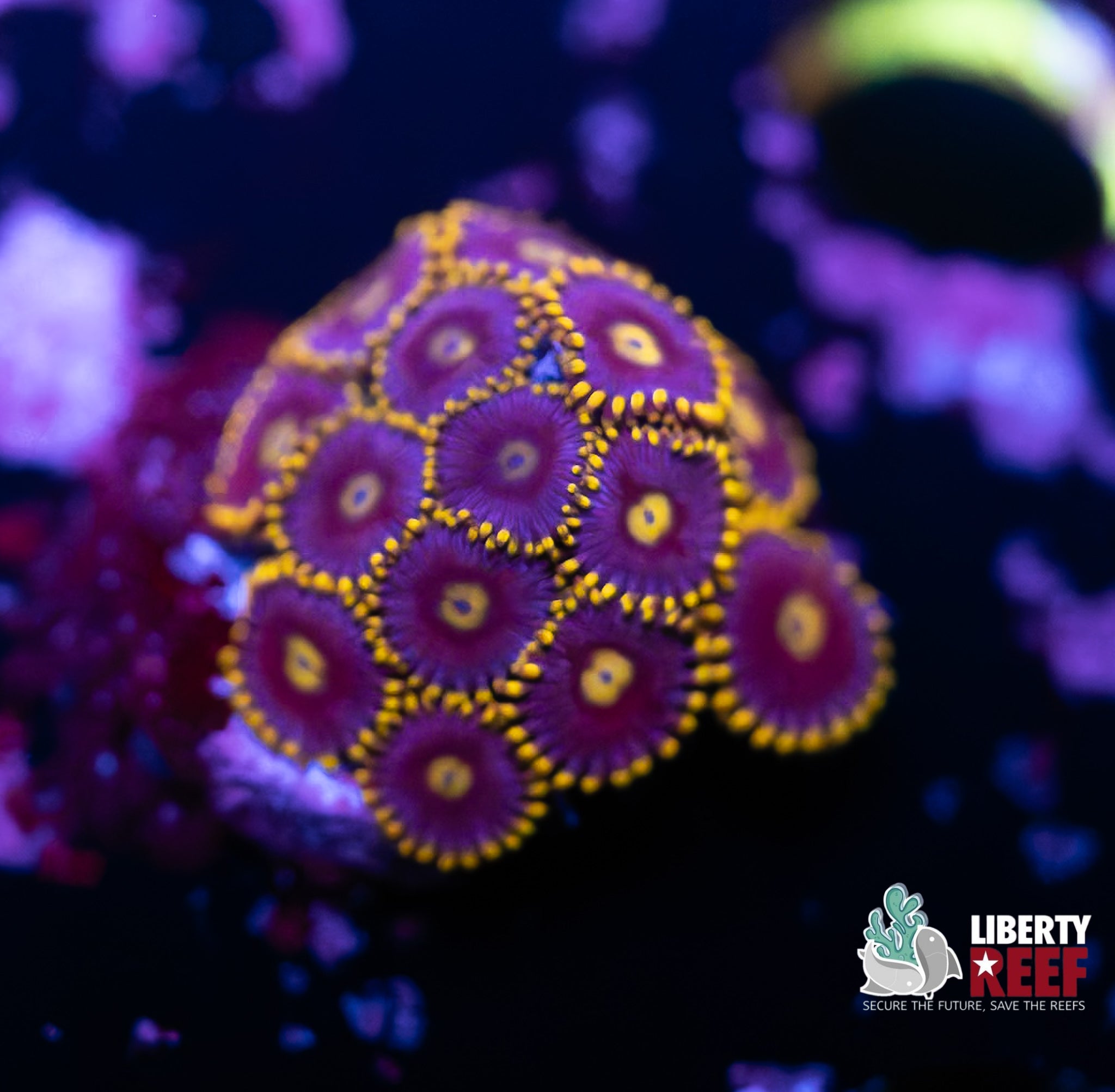 Blueberry Fields Zoas