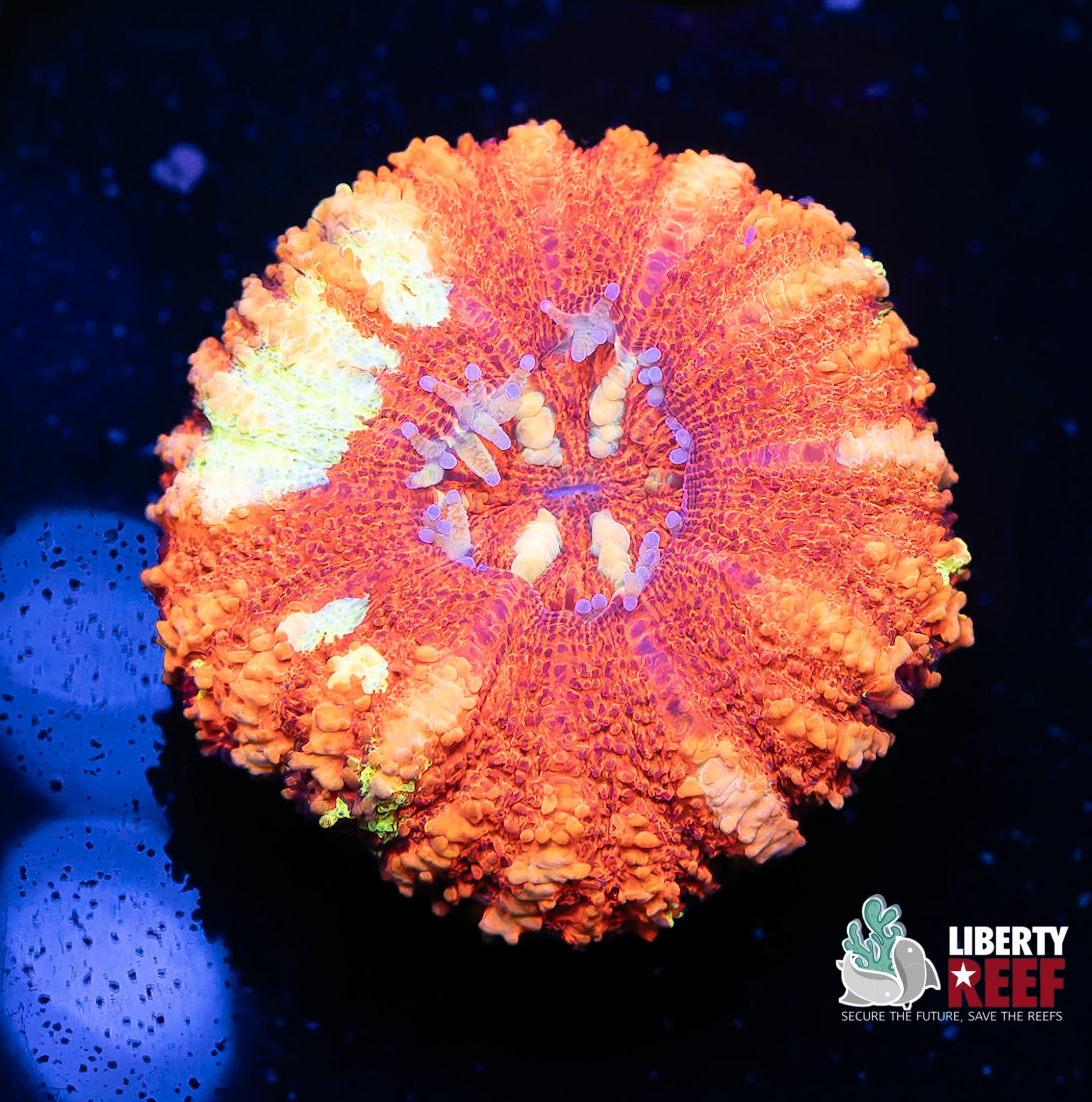 Insane Ruby Red Button Scoly