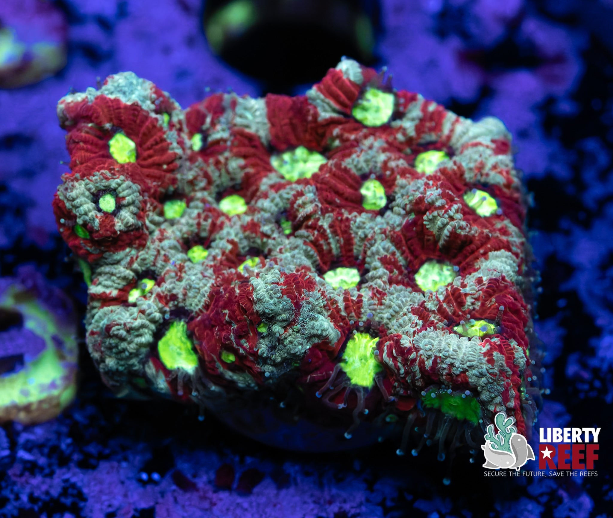 Grafted Favites