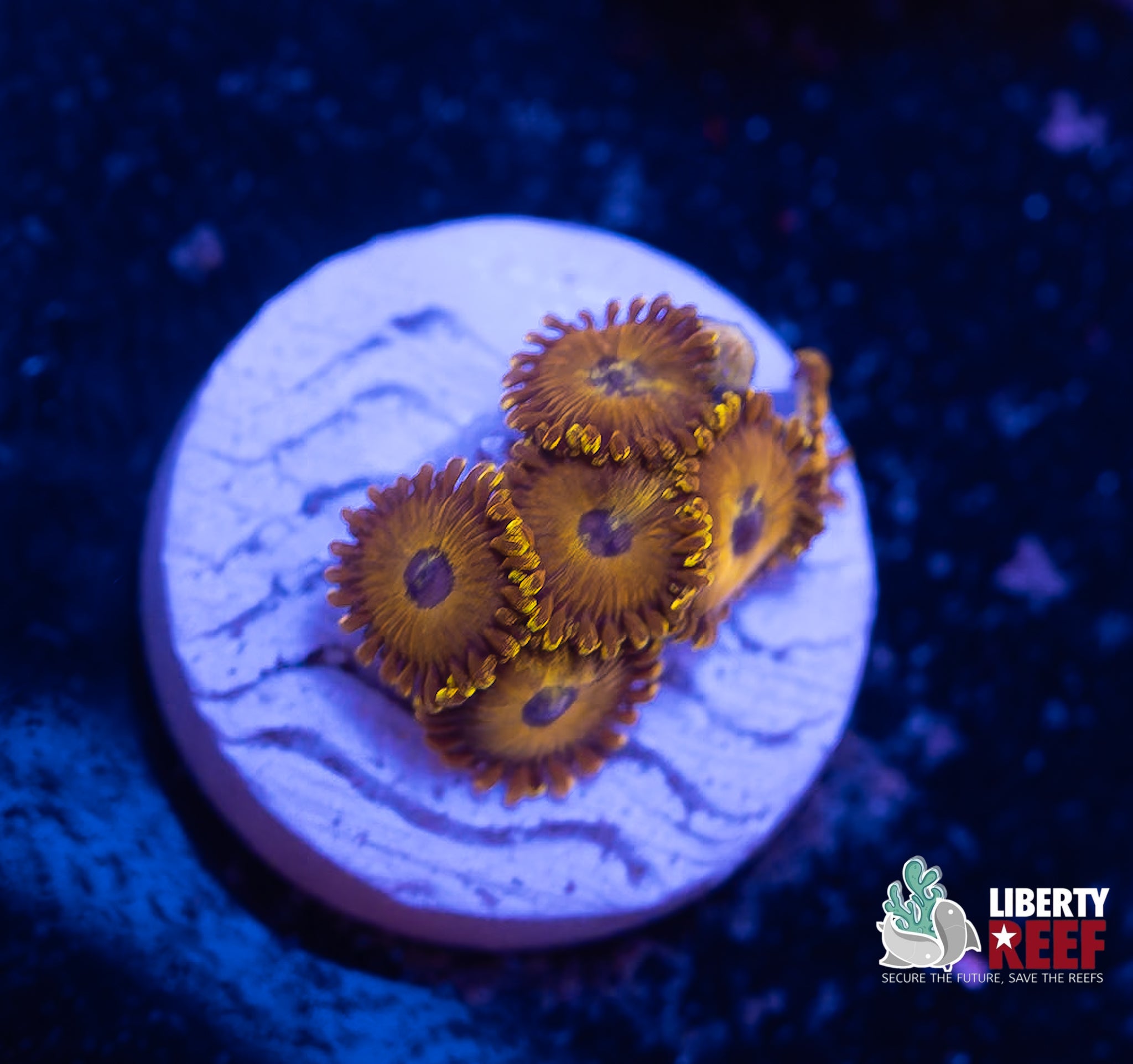 LA Laker Zoas