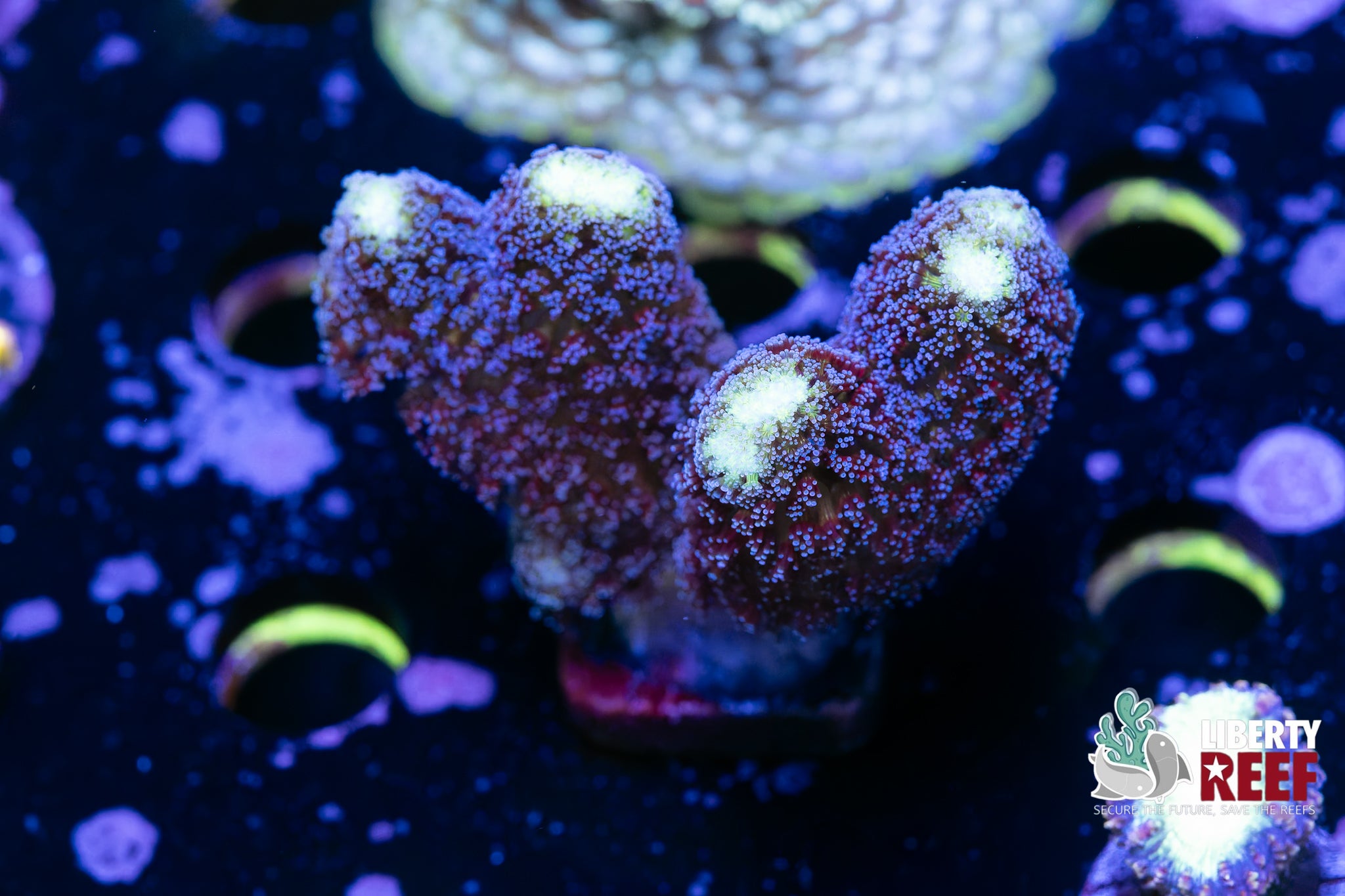 Blue Stylo Chunk