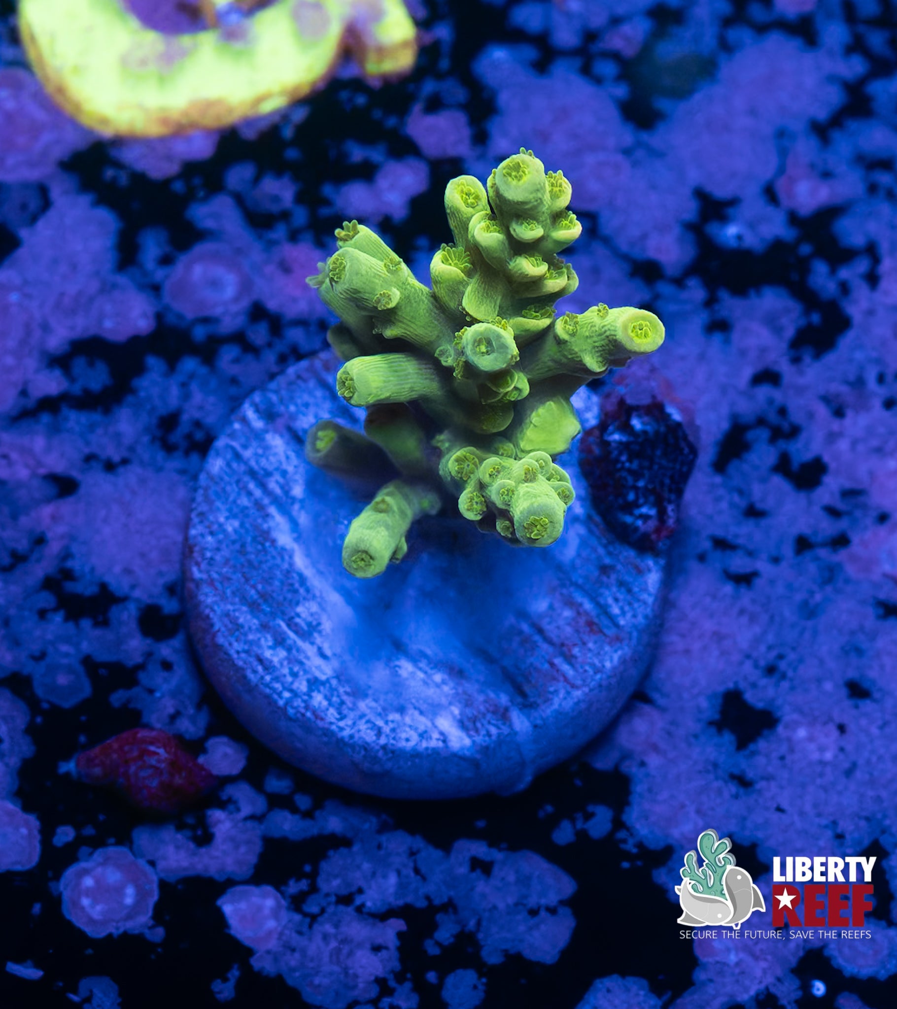 Kryptonite Acro