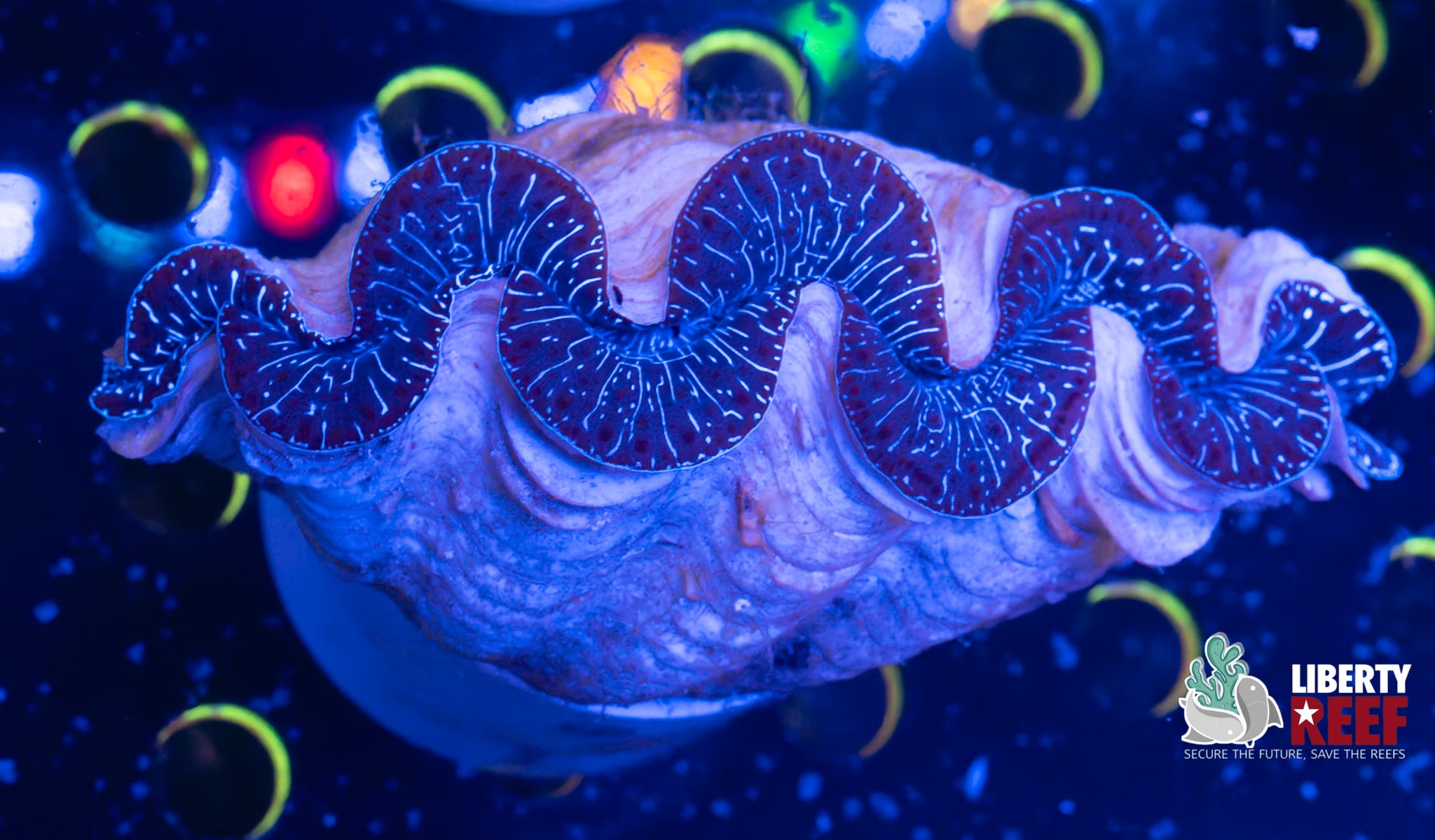 XL Maxima Clam (6in)