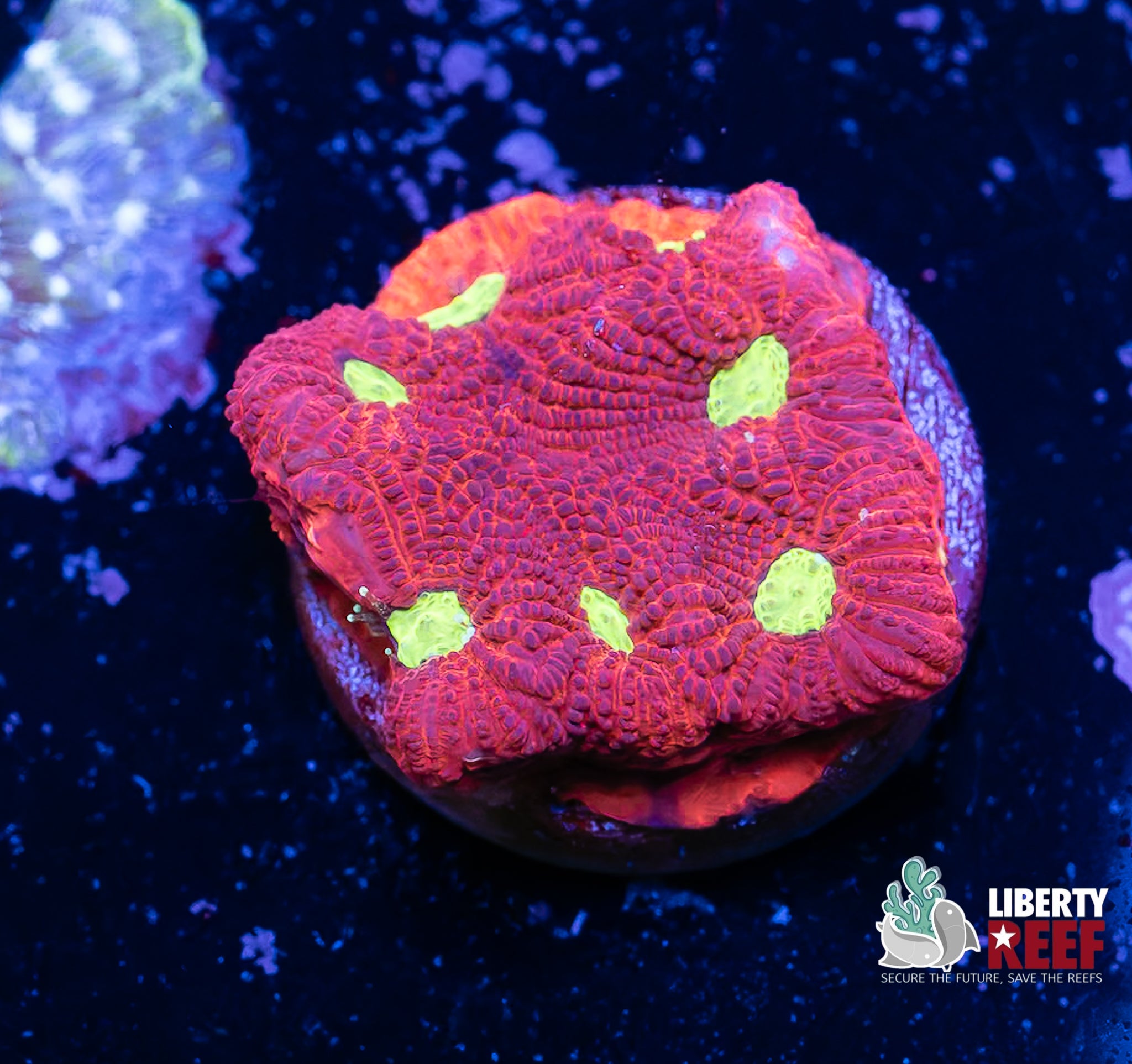 Yellow Eye Favia