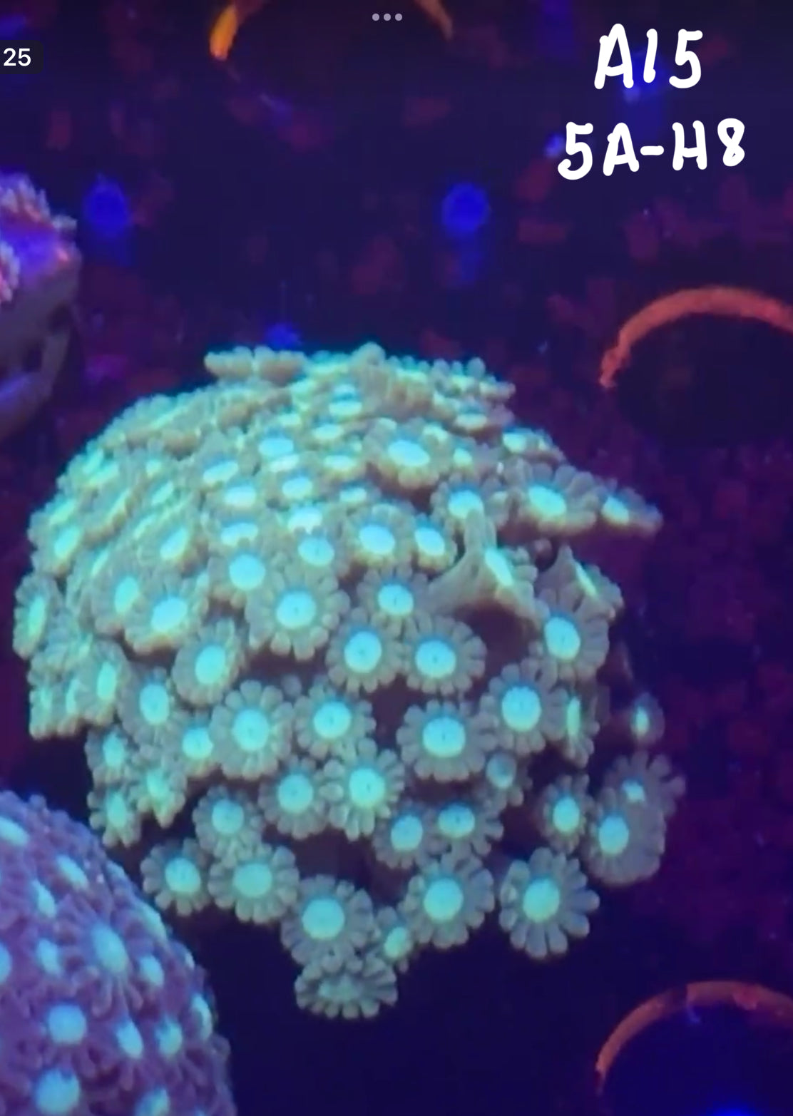 Carrie Moore 10/18 Facebook Live Auction