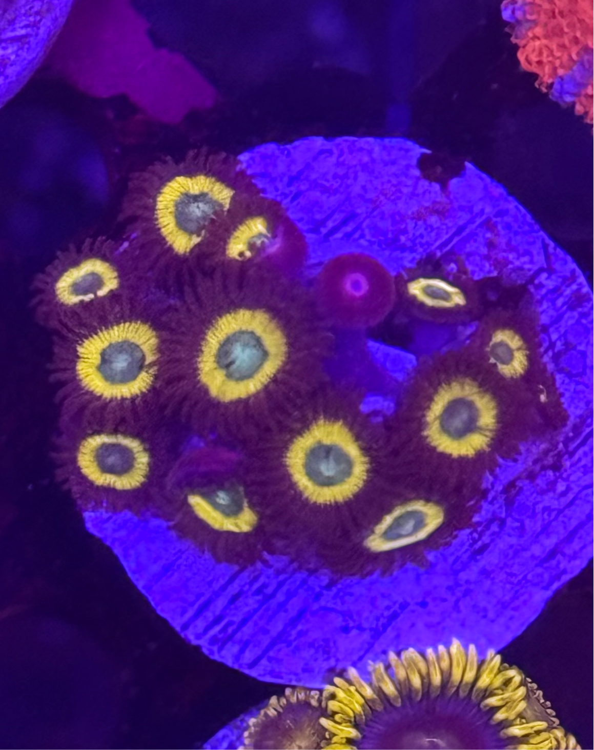 Vulcan Blood Zoas