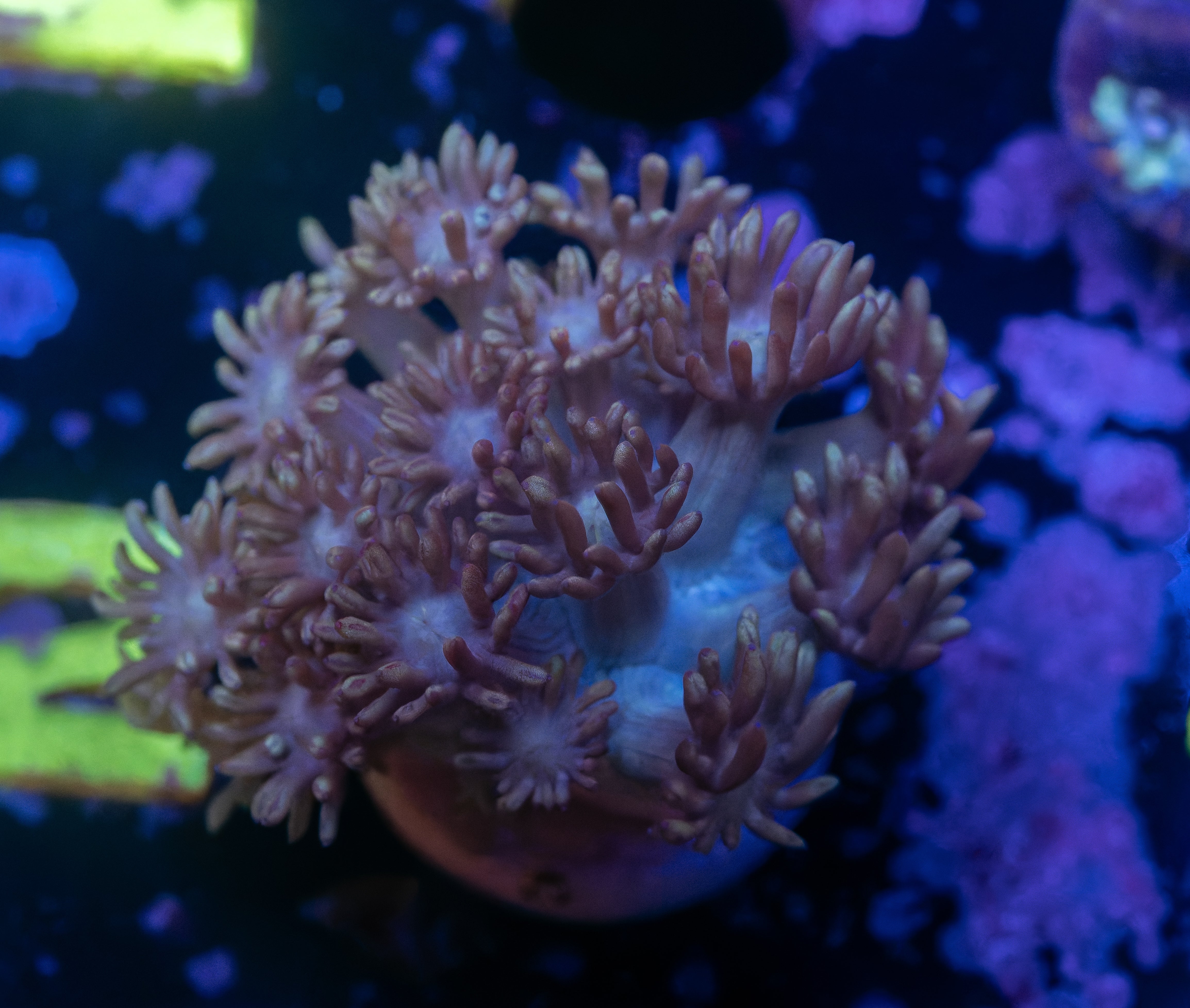 Goniopora