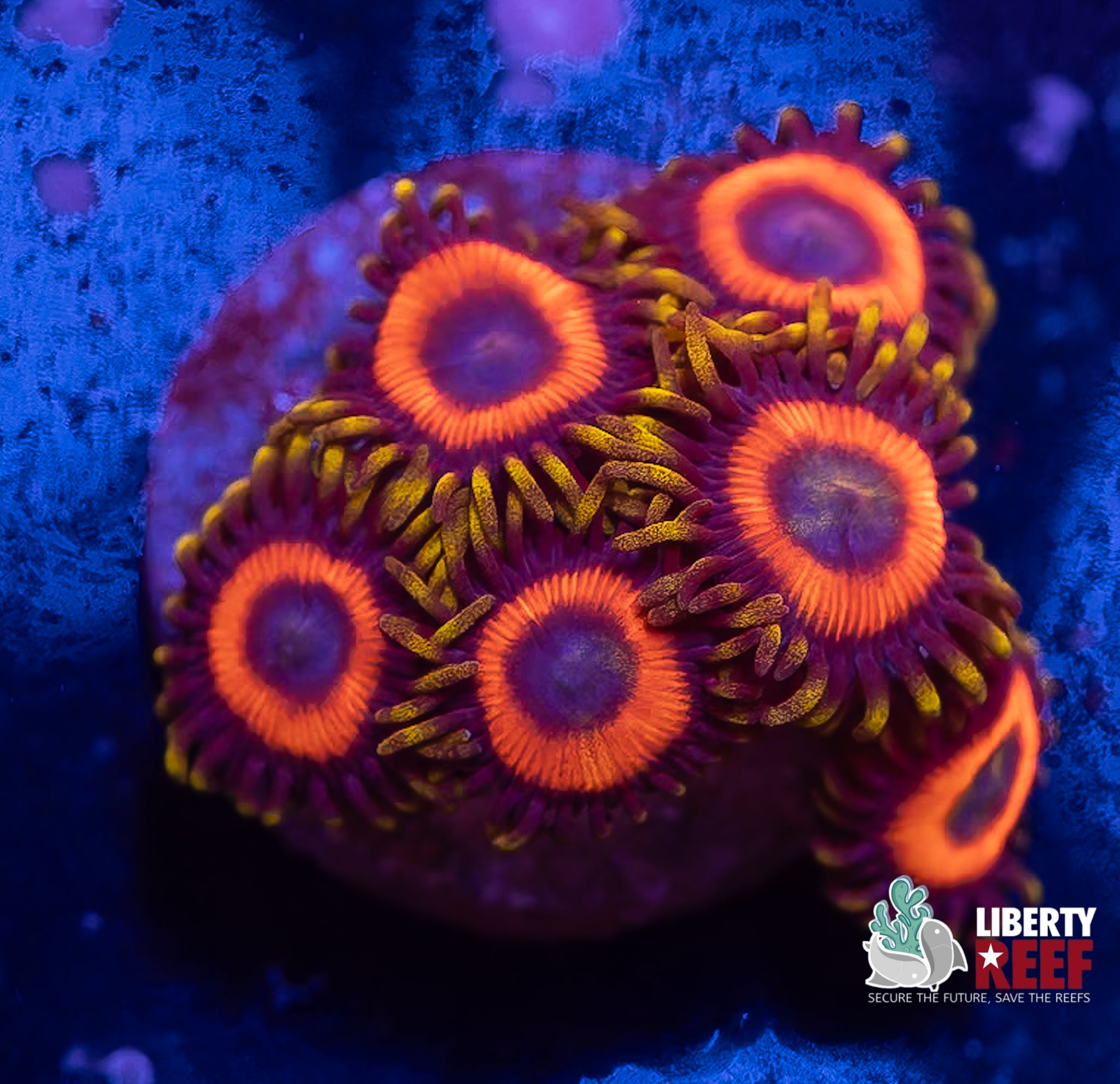 Eagle Eye Zoas