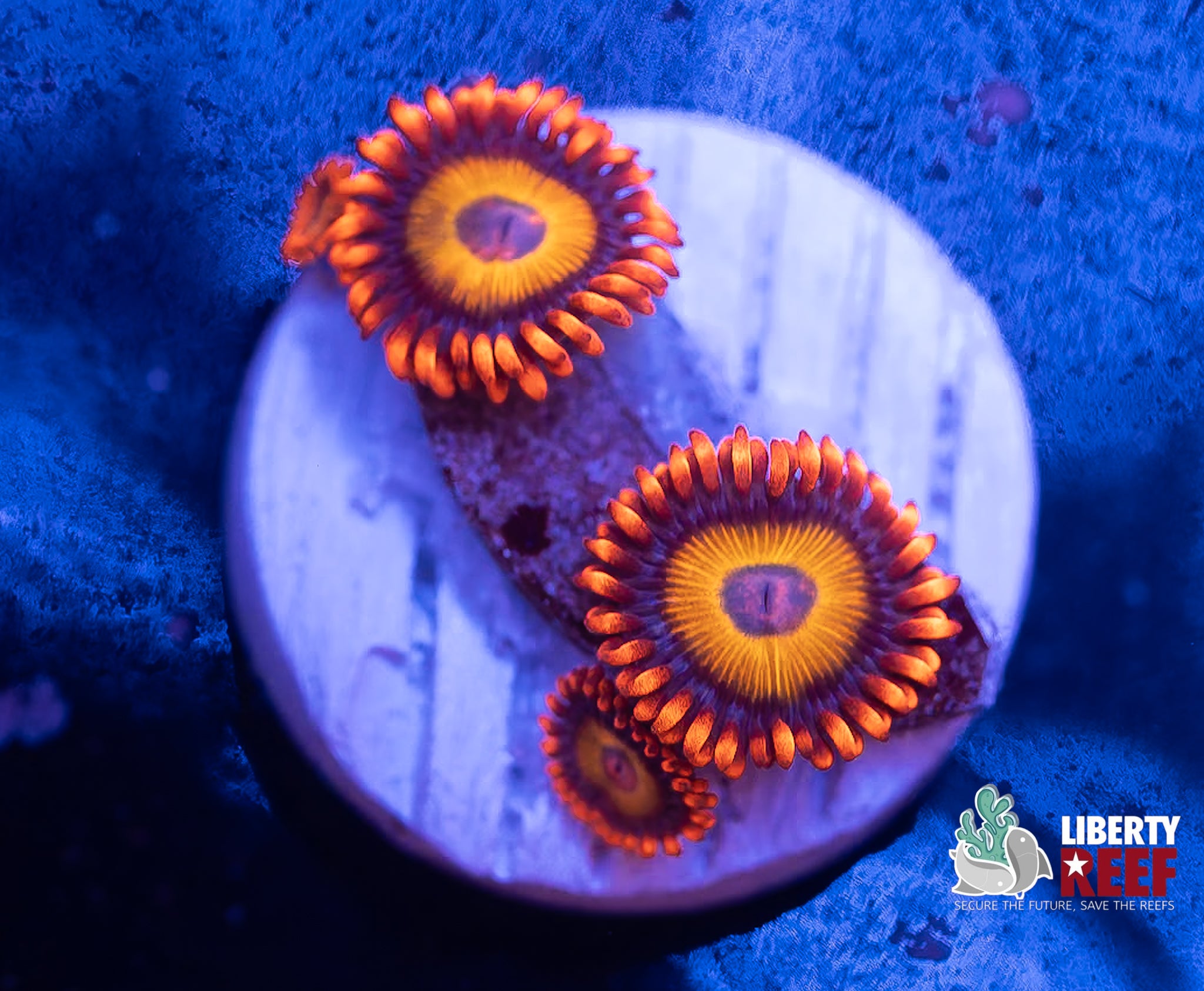 Orange Oxide Zoas