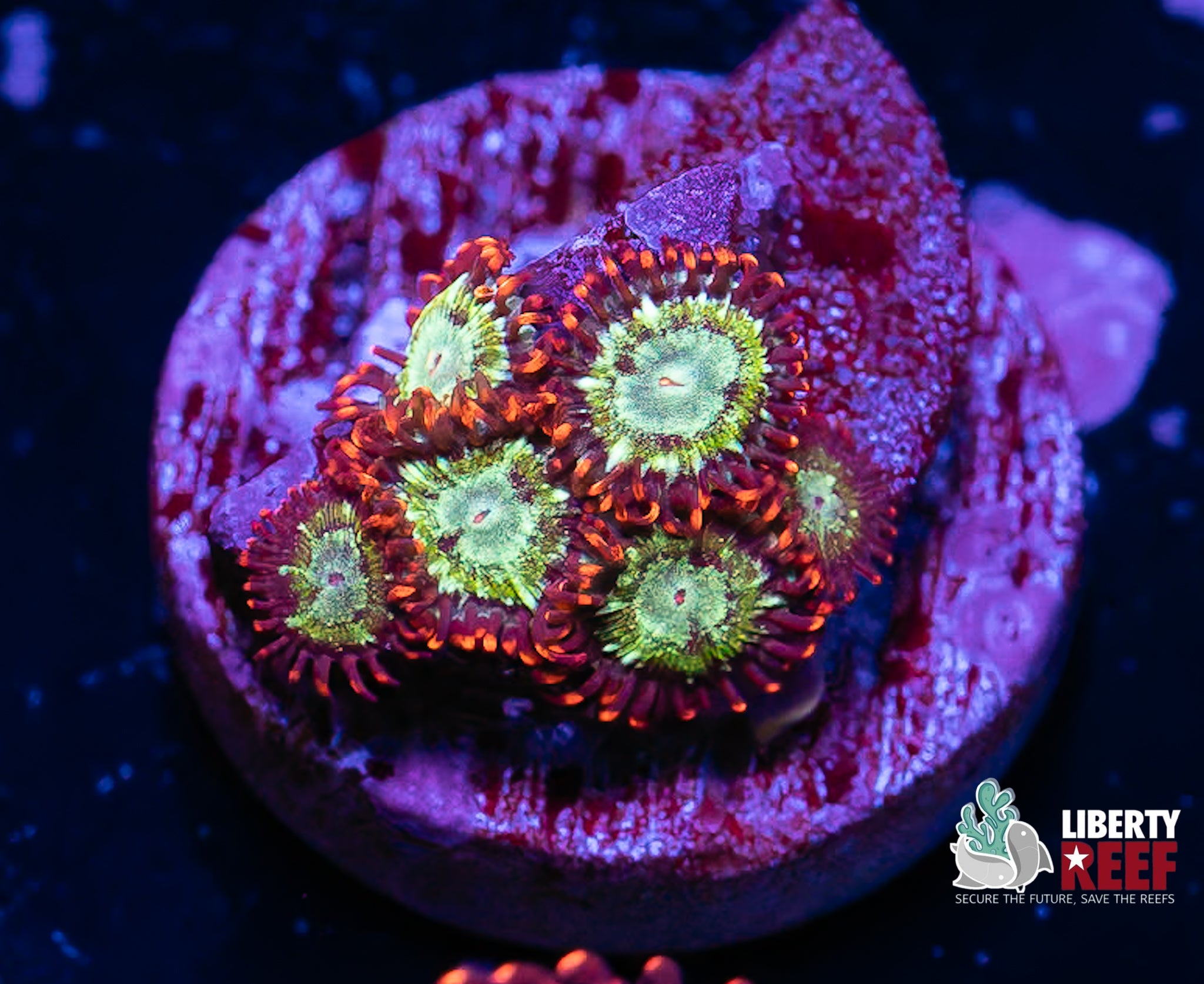 Treehouse on Fire Zoas