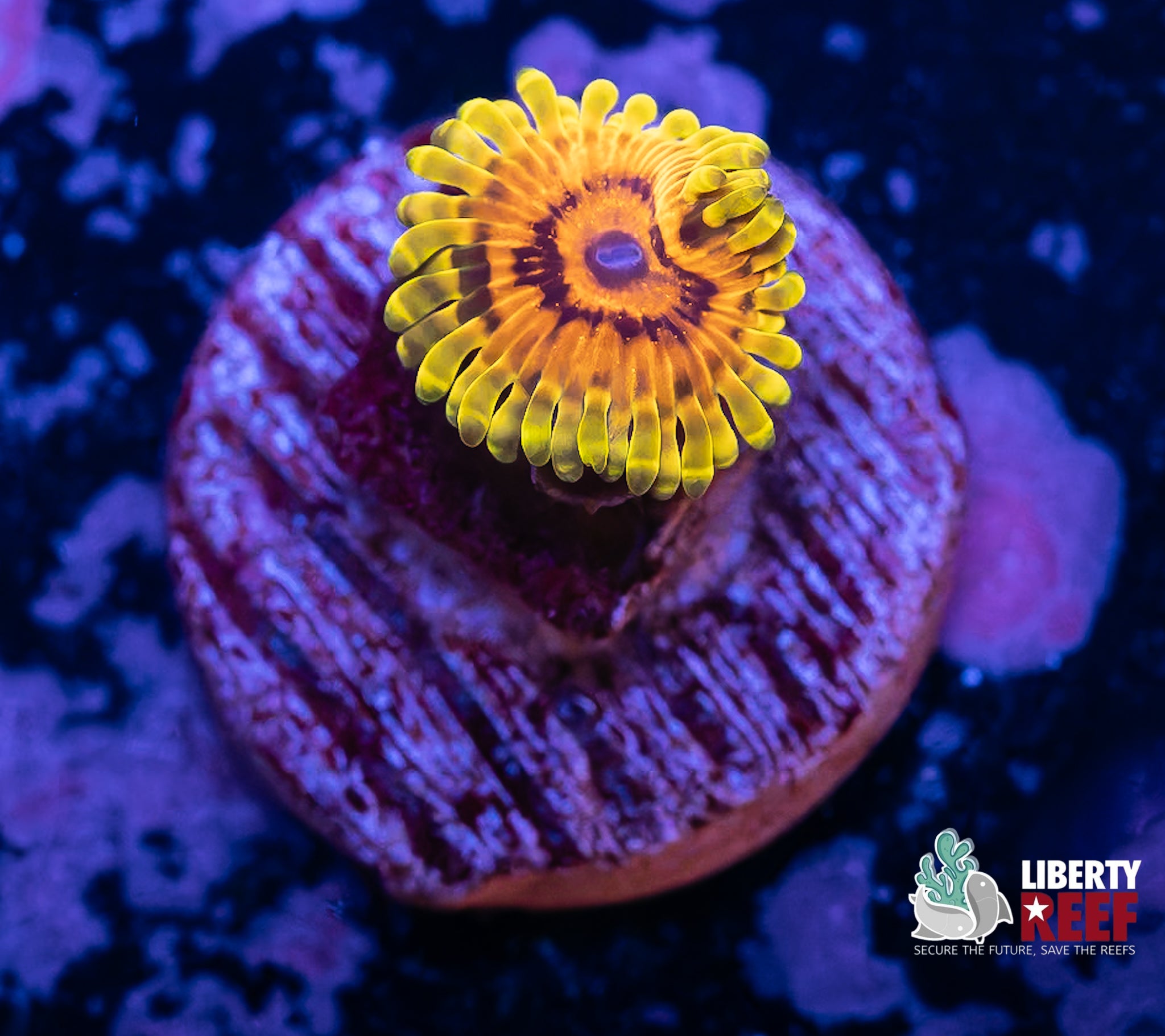 RR Adonis Zoas