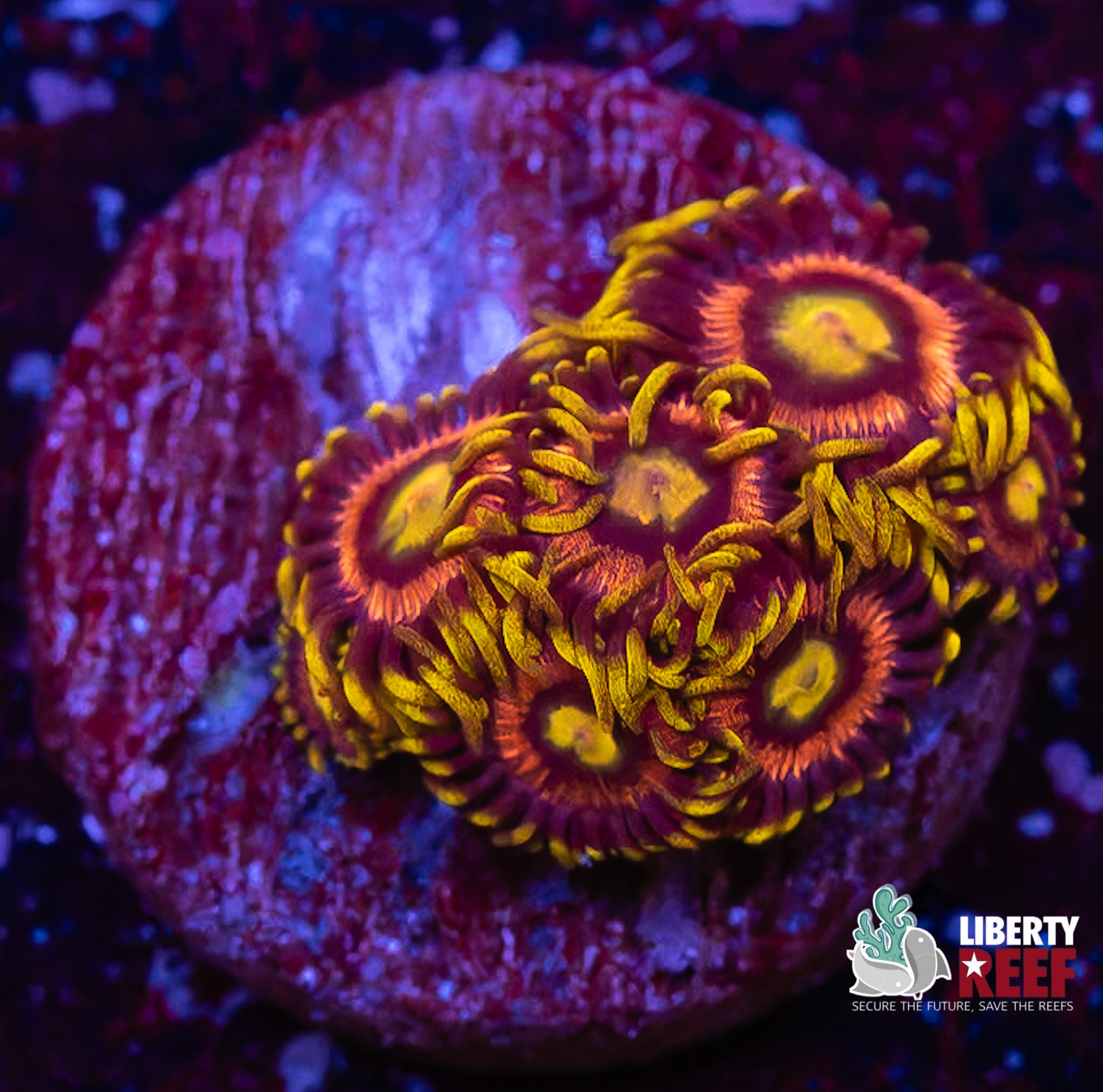 Laser Lemon Zoas