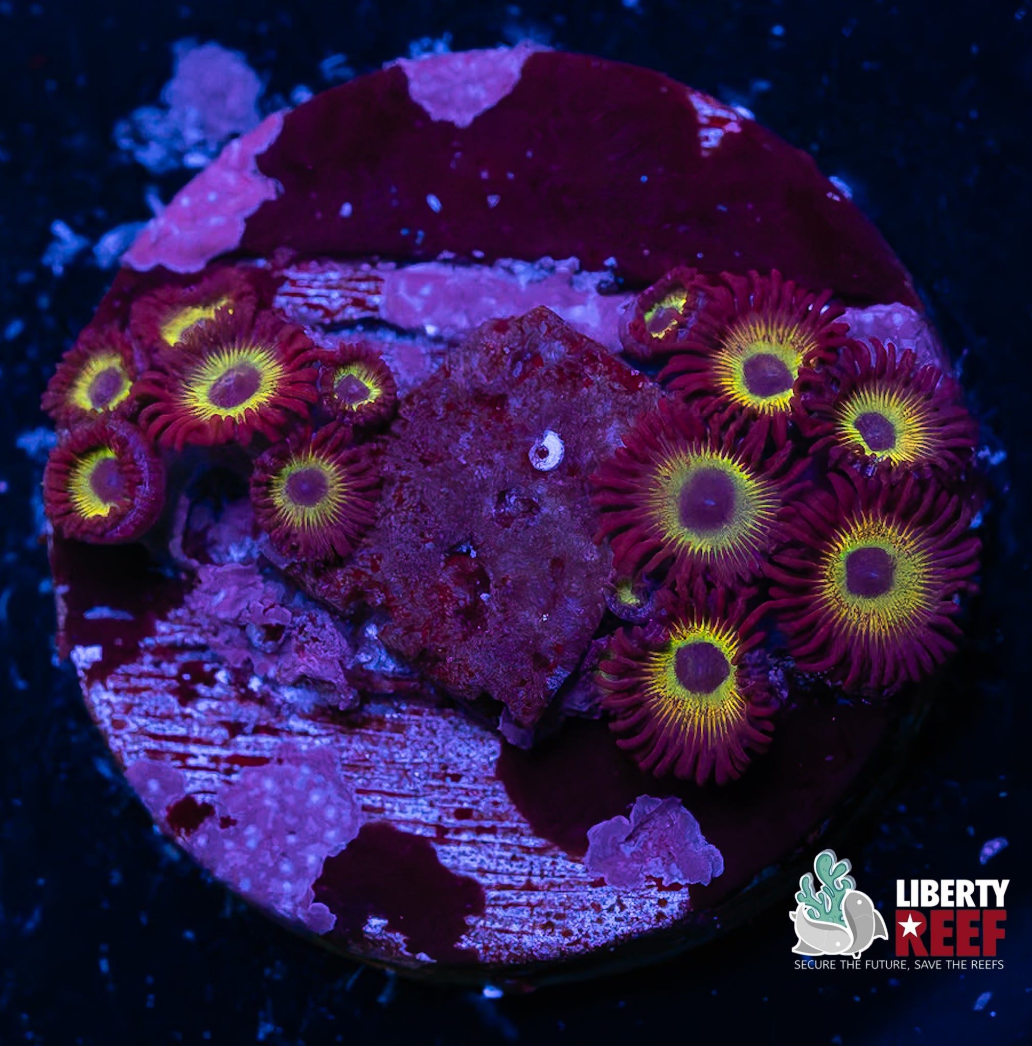 Mean Green Zoas