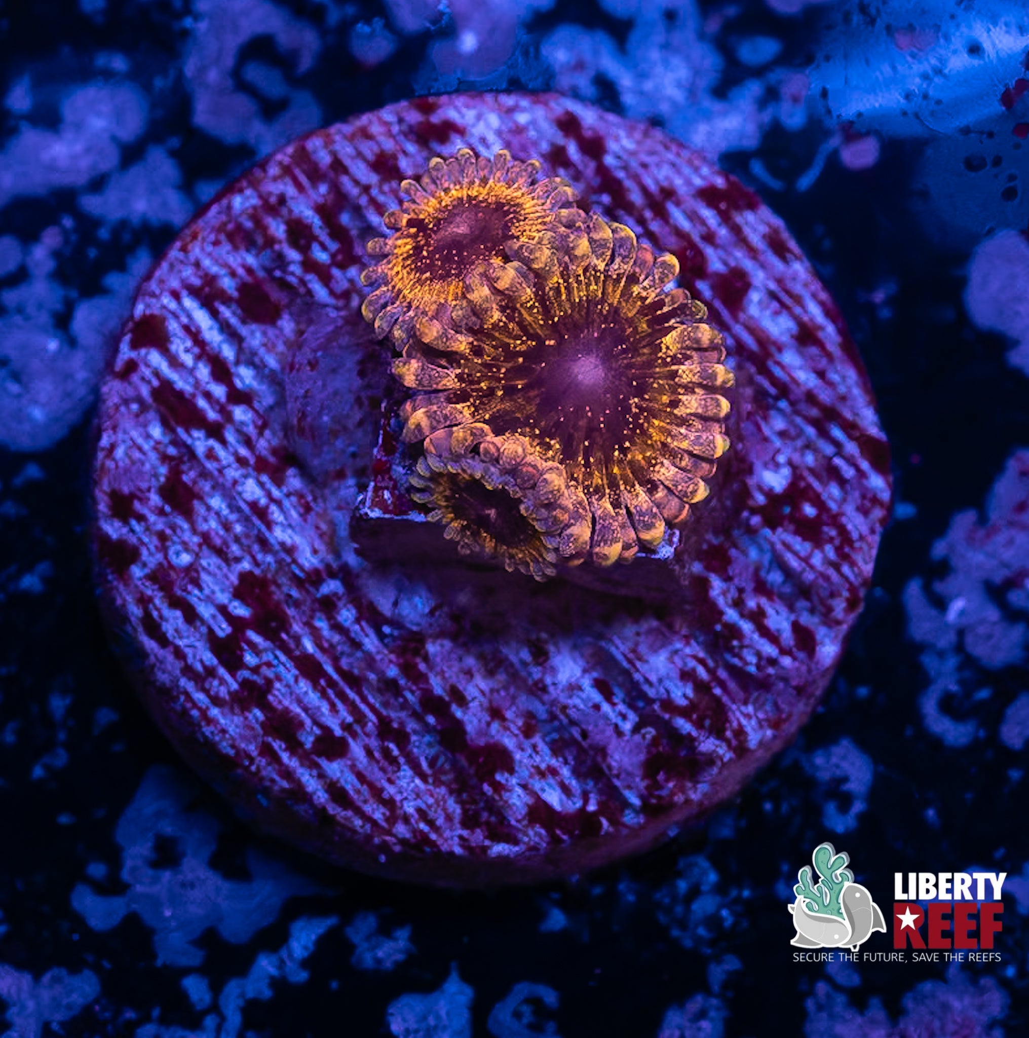 3p Solar Circus Zoas