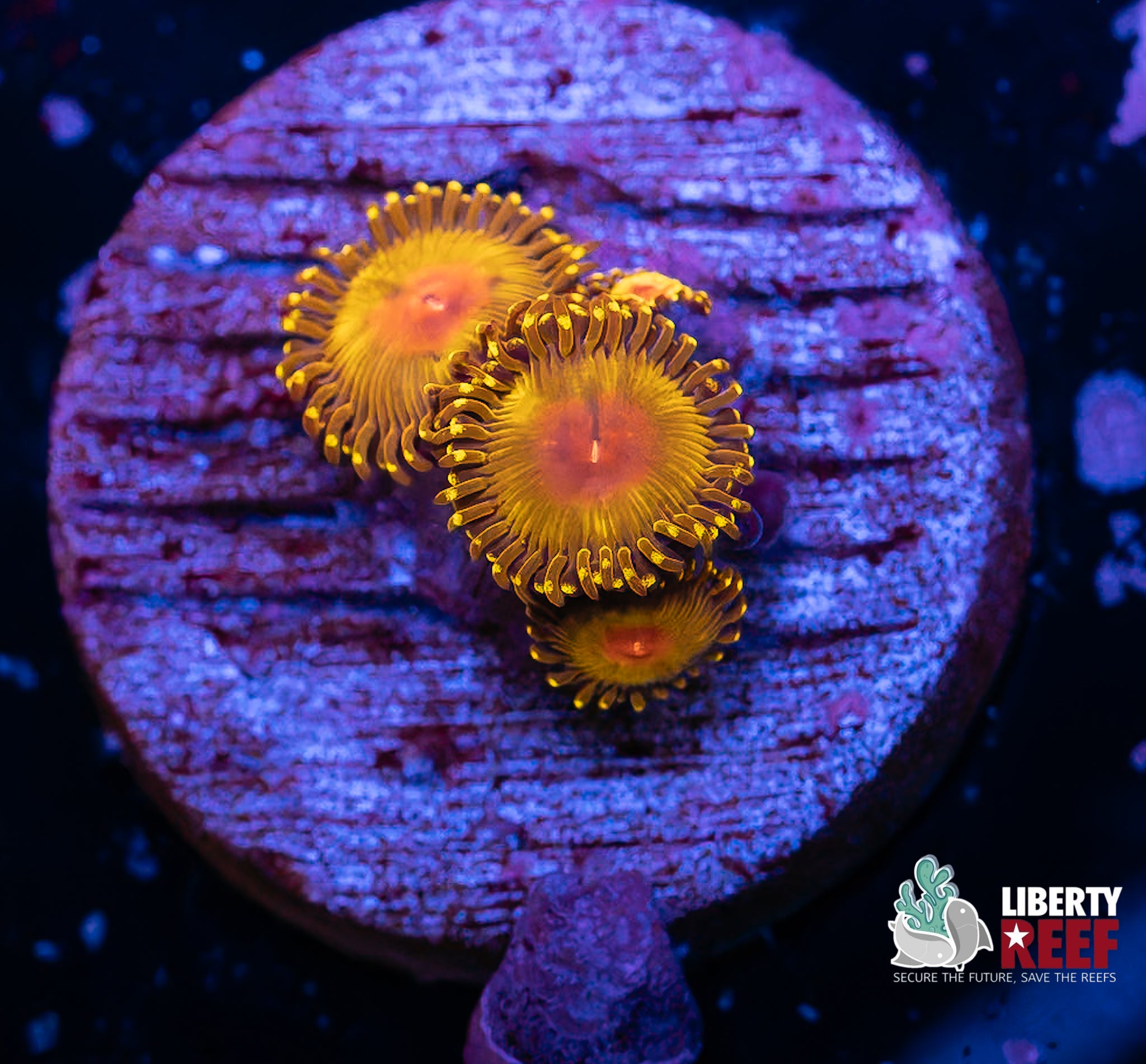 WWC Golden God Zoas