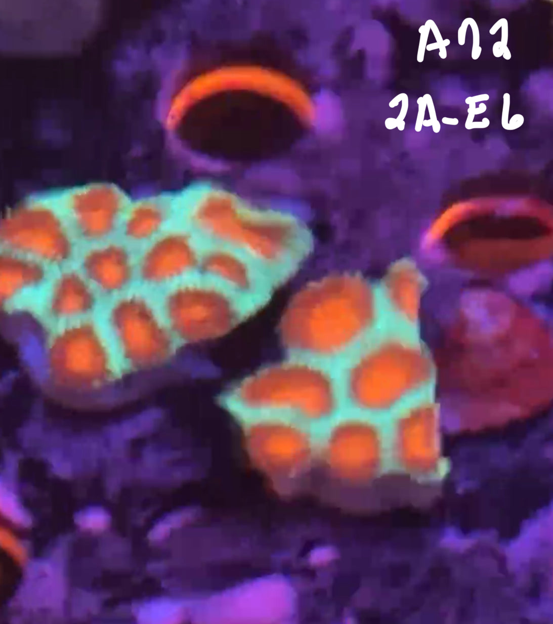 Kevin Van Coutren 10/25 Facebook Live Auction