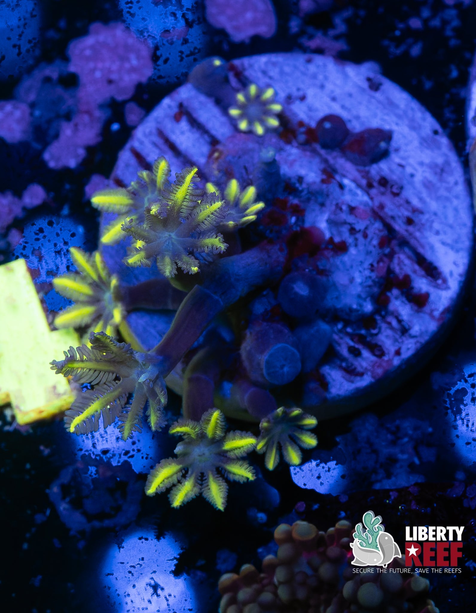 Amber Bean Clove Polyps