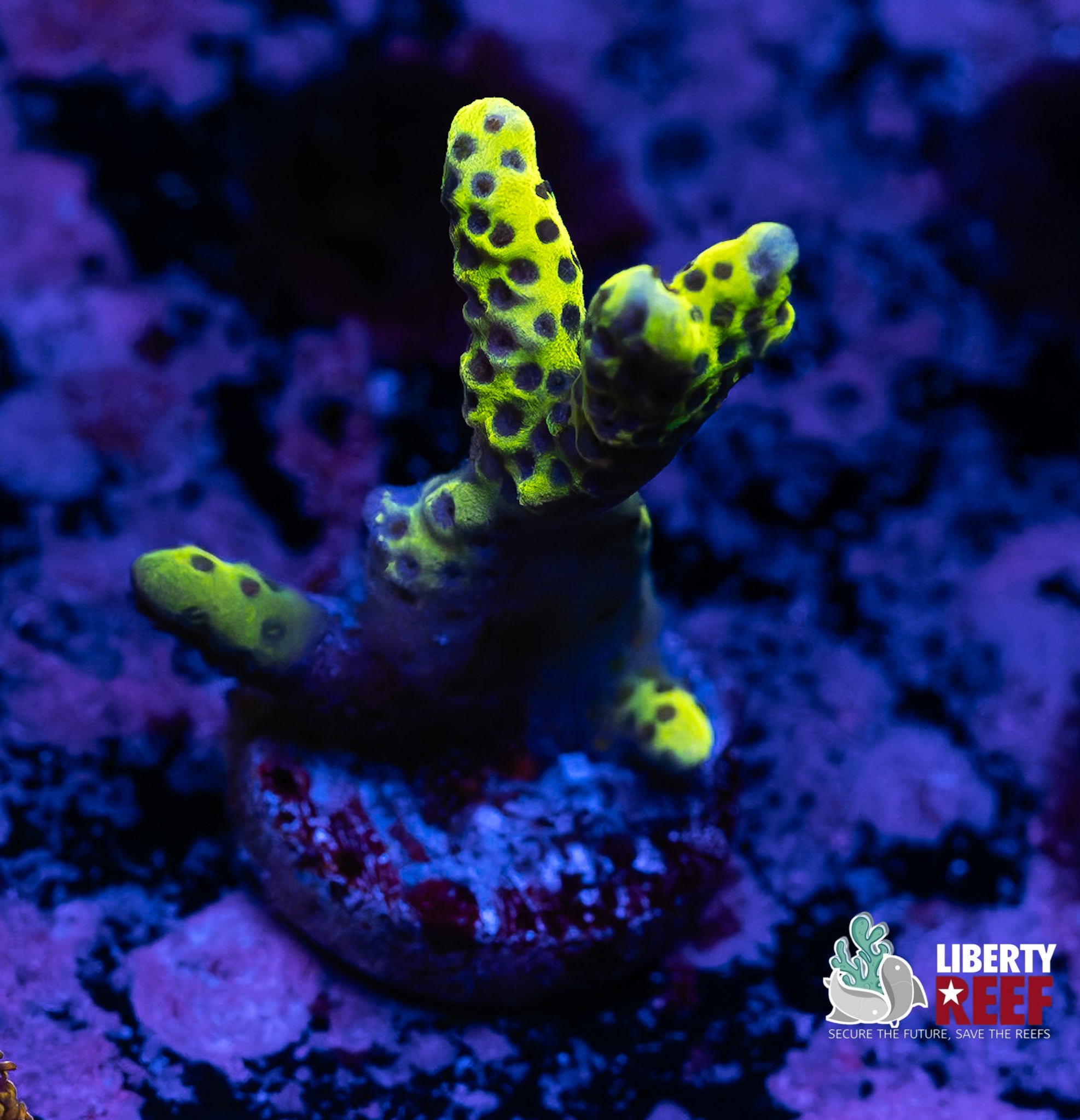 Green Slimer Acro
