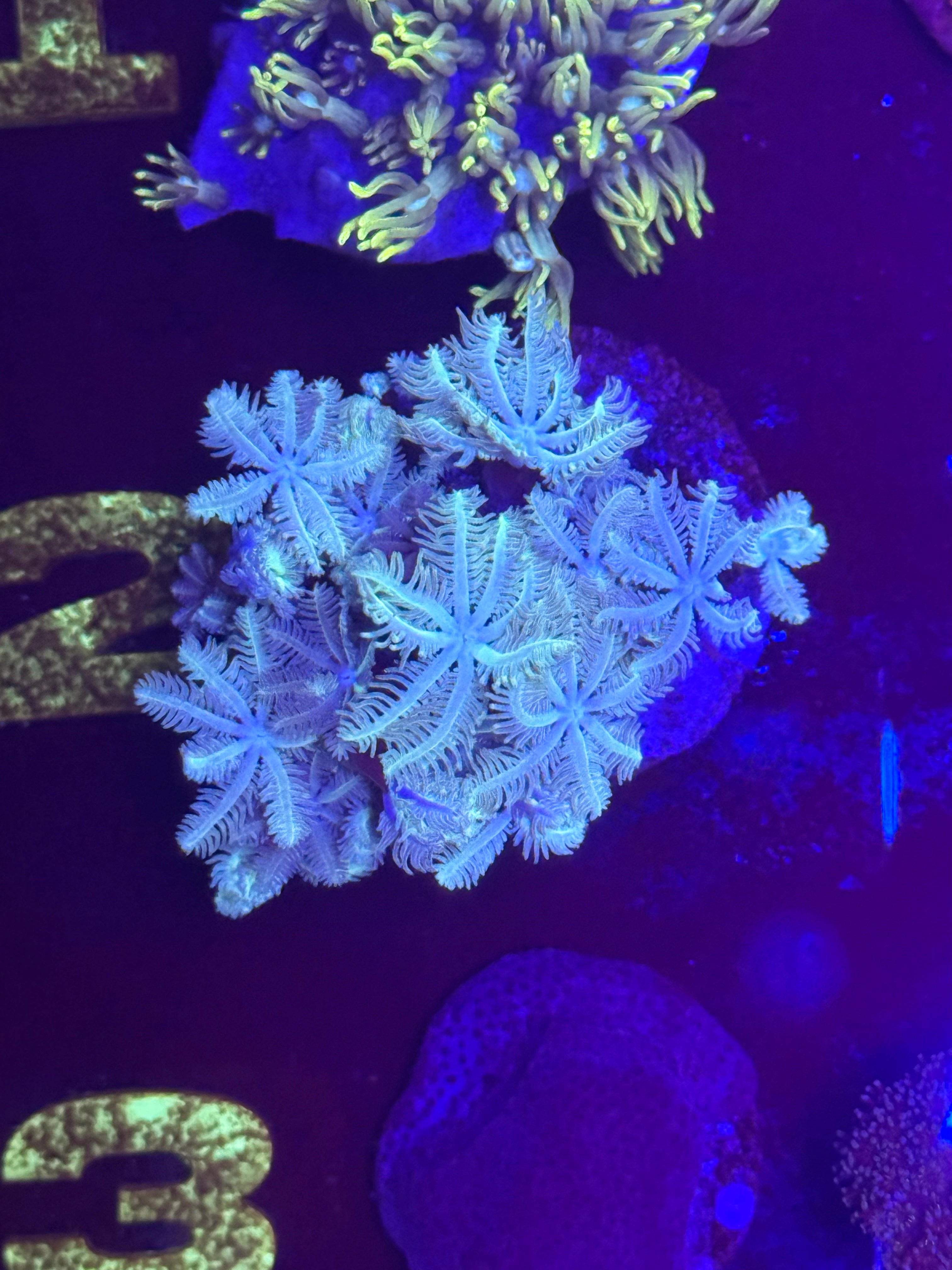 Wintergreen Clove Polyps