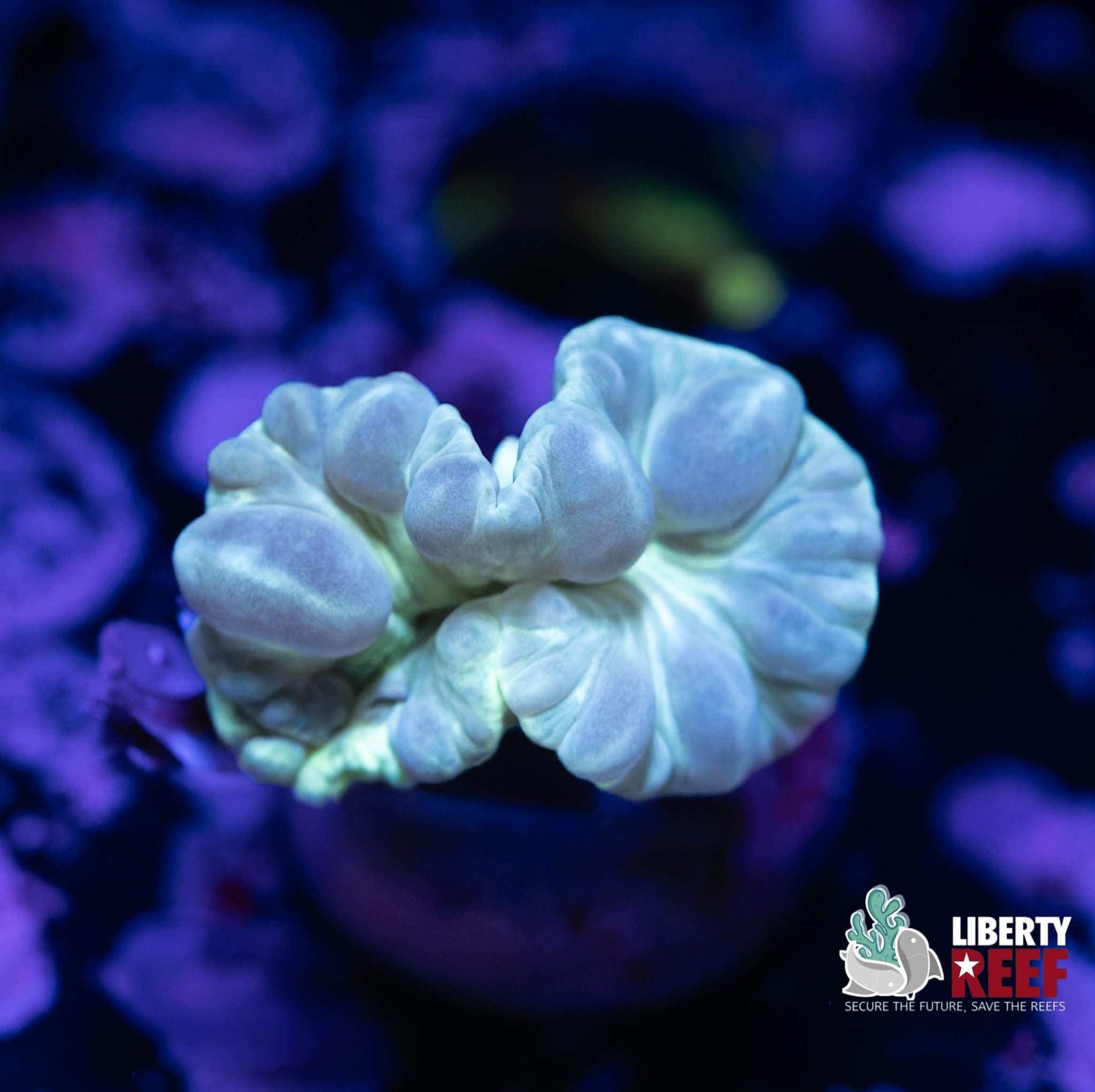 Foxy Fox Coral