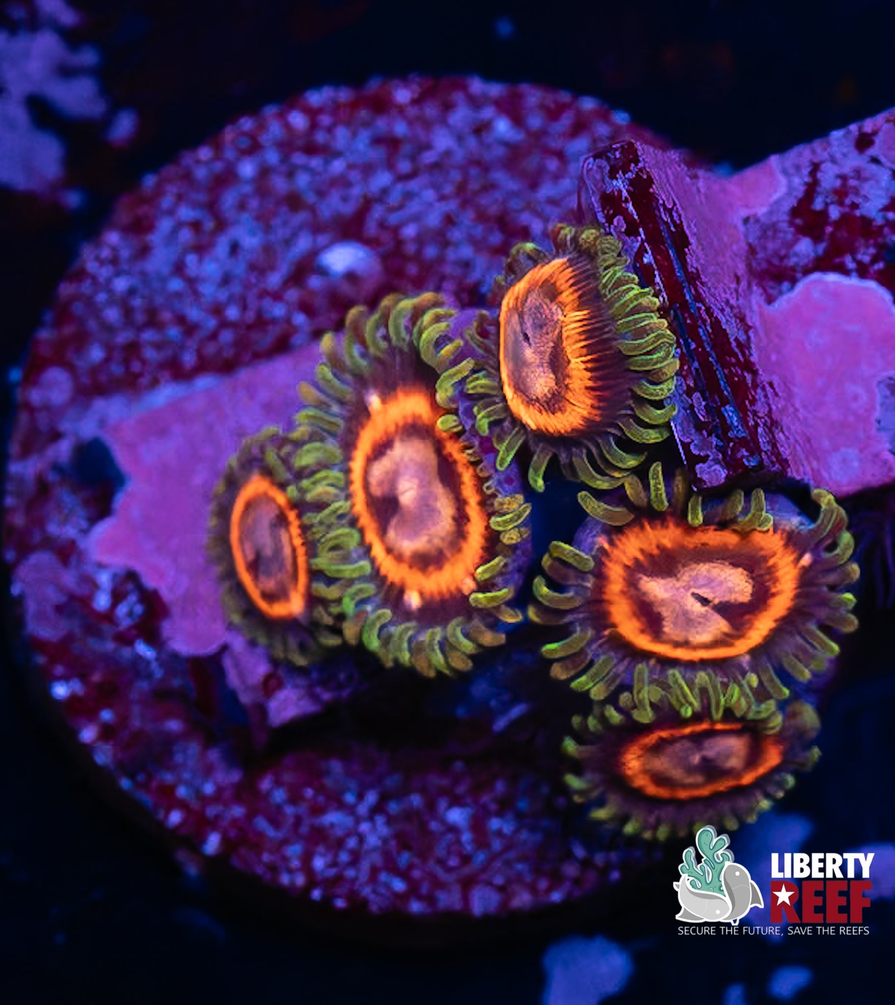 WHAMMIN Watermelon Zoas