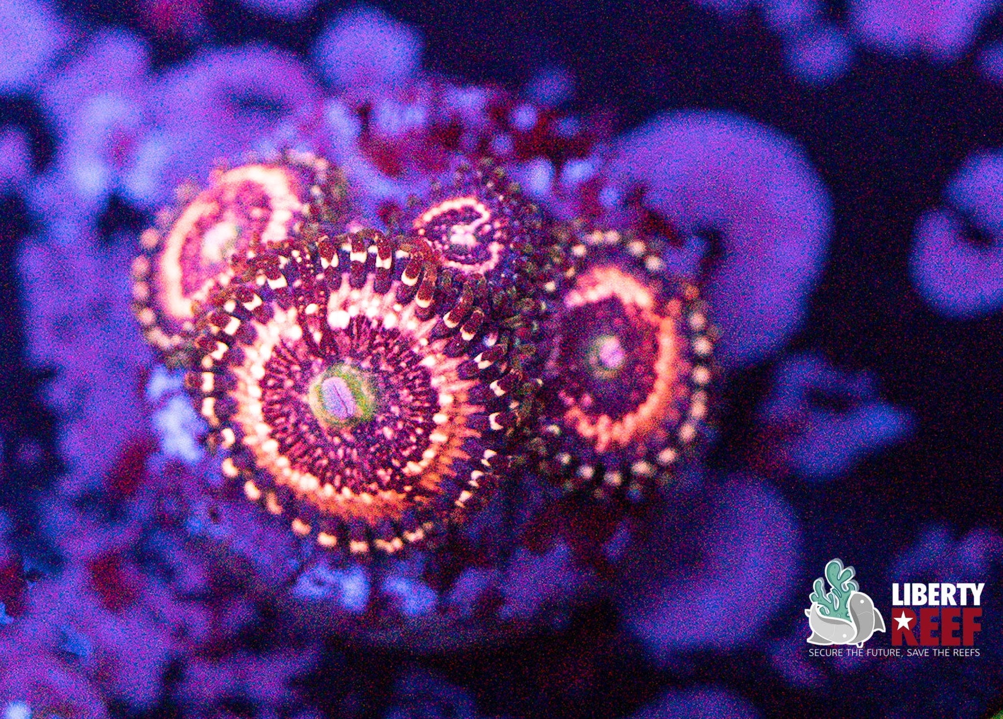 Halle Berry Zoas