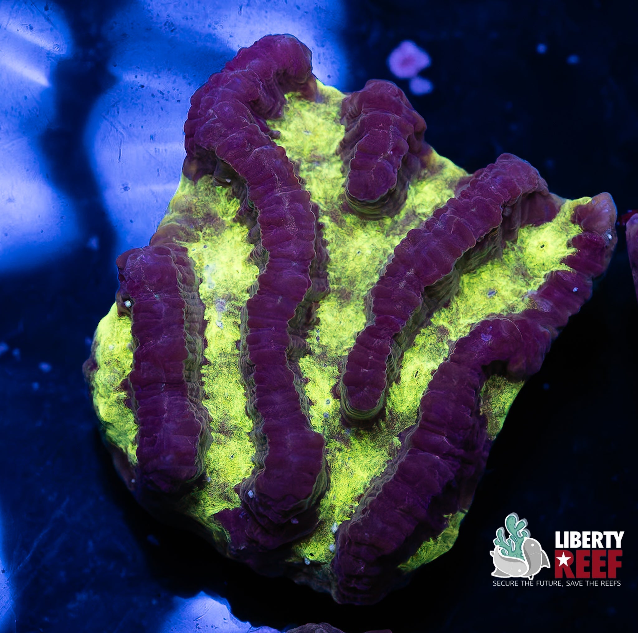 Nuclear Maze Coral