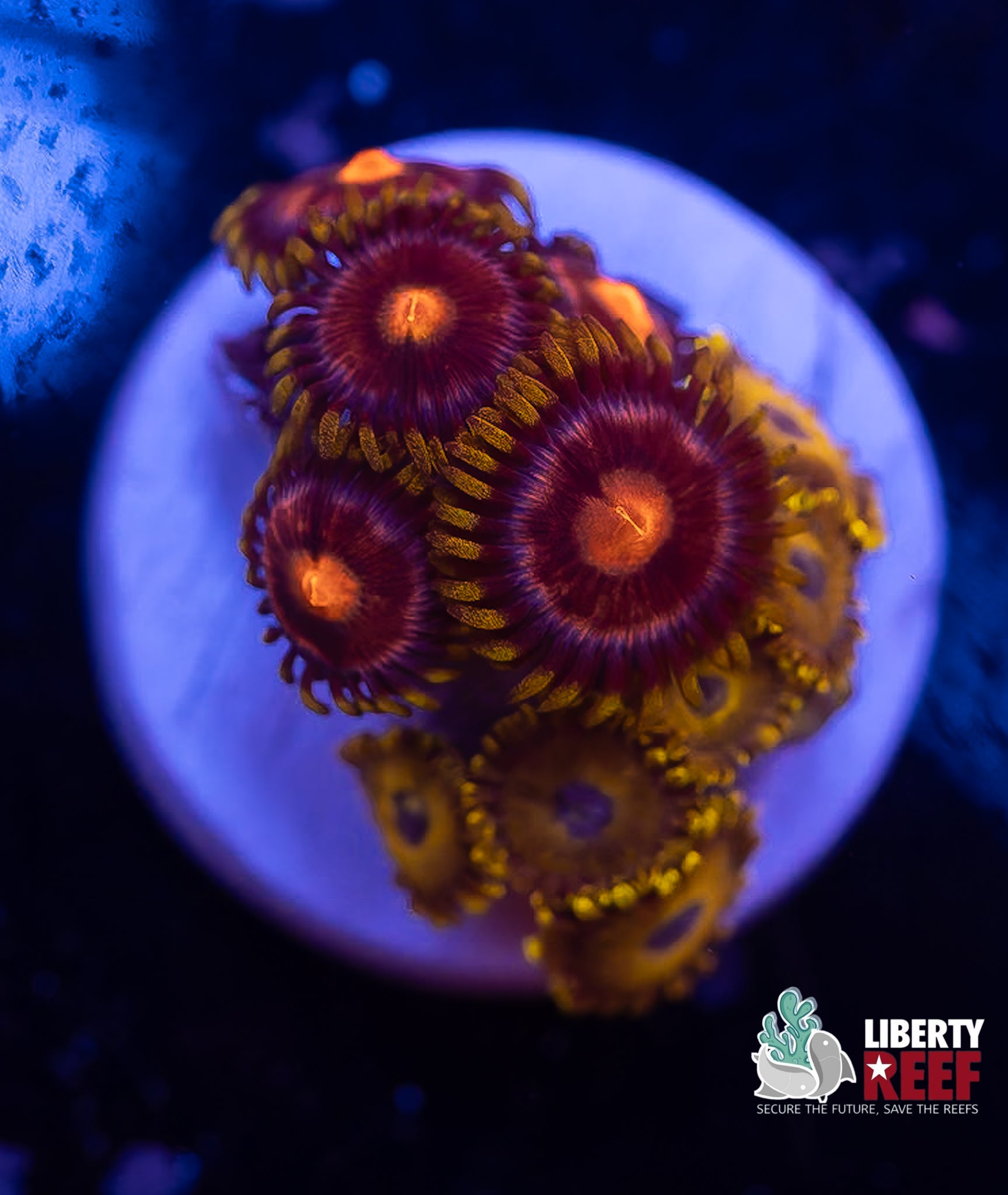 LA Laker Combo Zoas