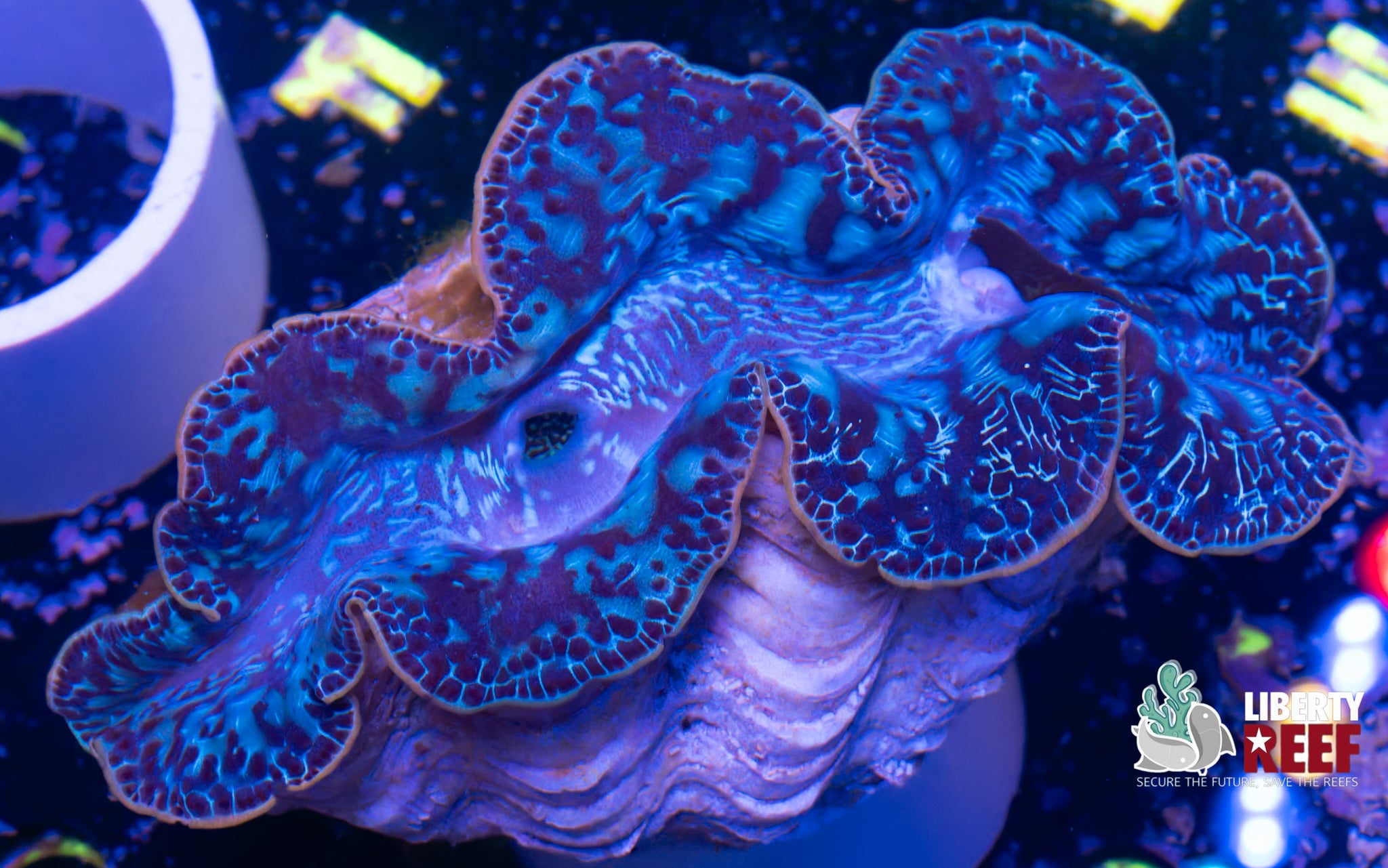 XL Maxima Clam (6in)