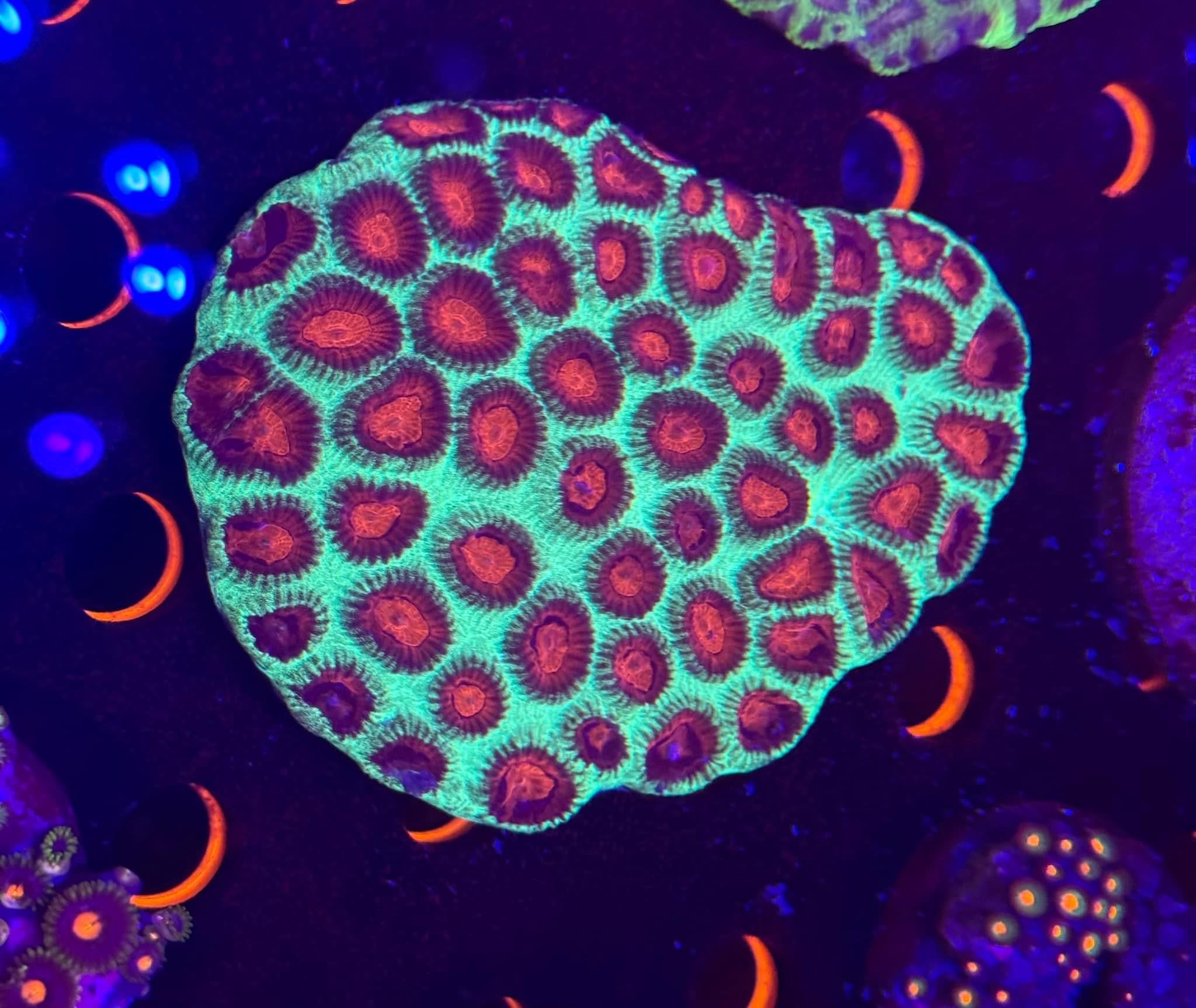 Bejeweled Favia Colony