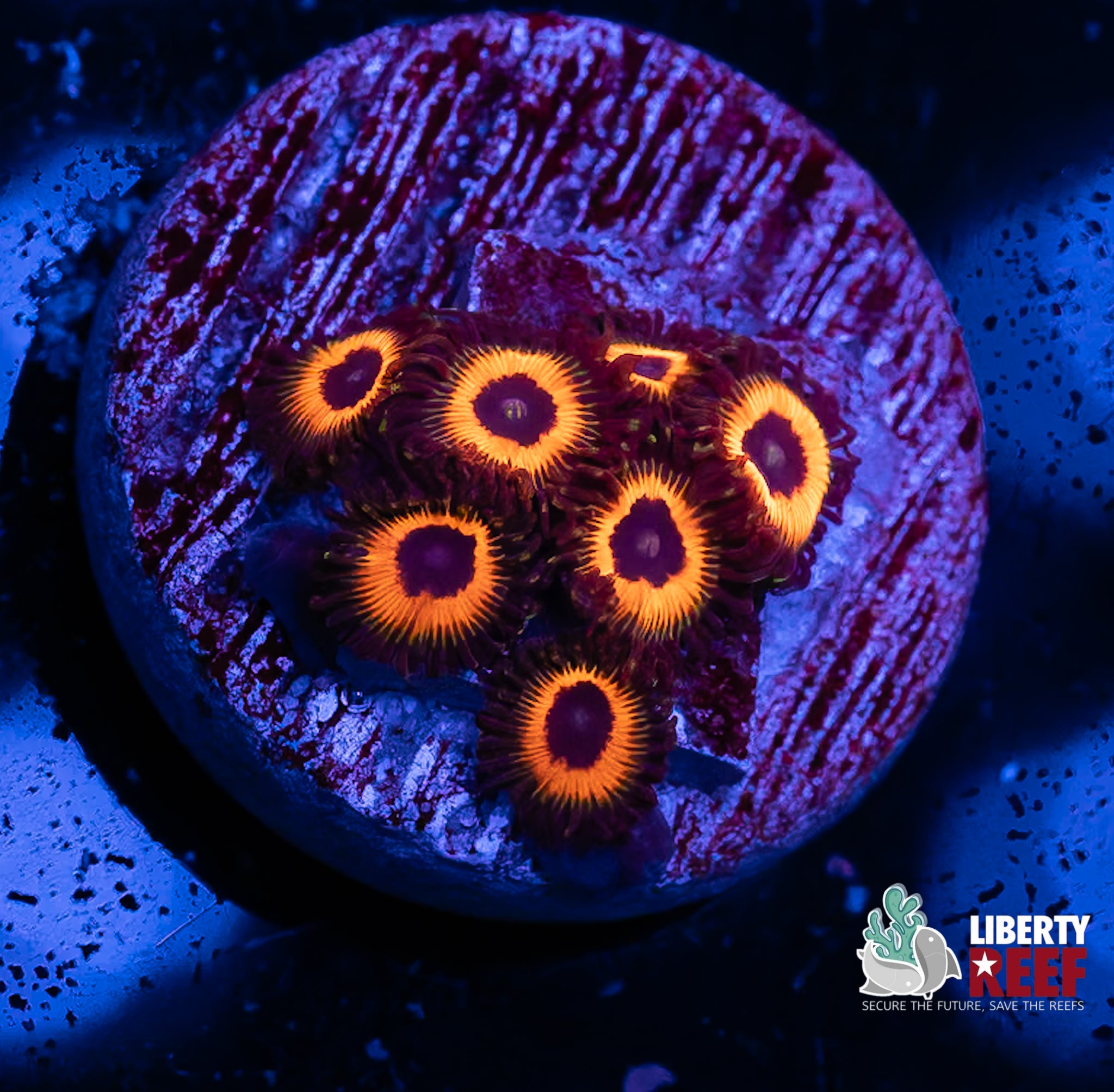 Reverse Bob Marley Zoas