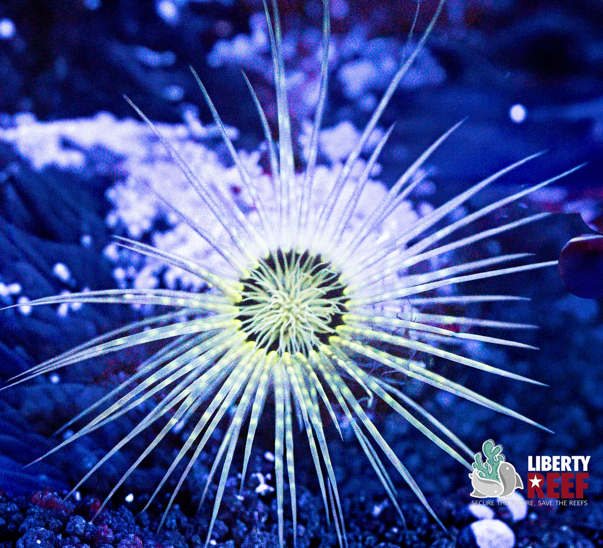 Electric Tube Anenome