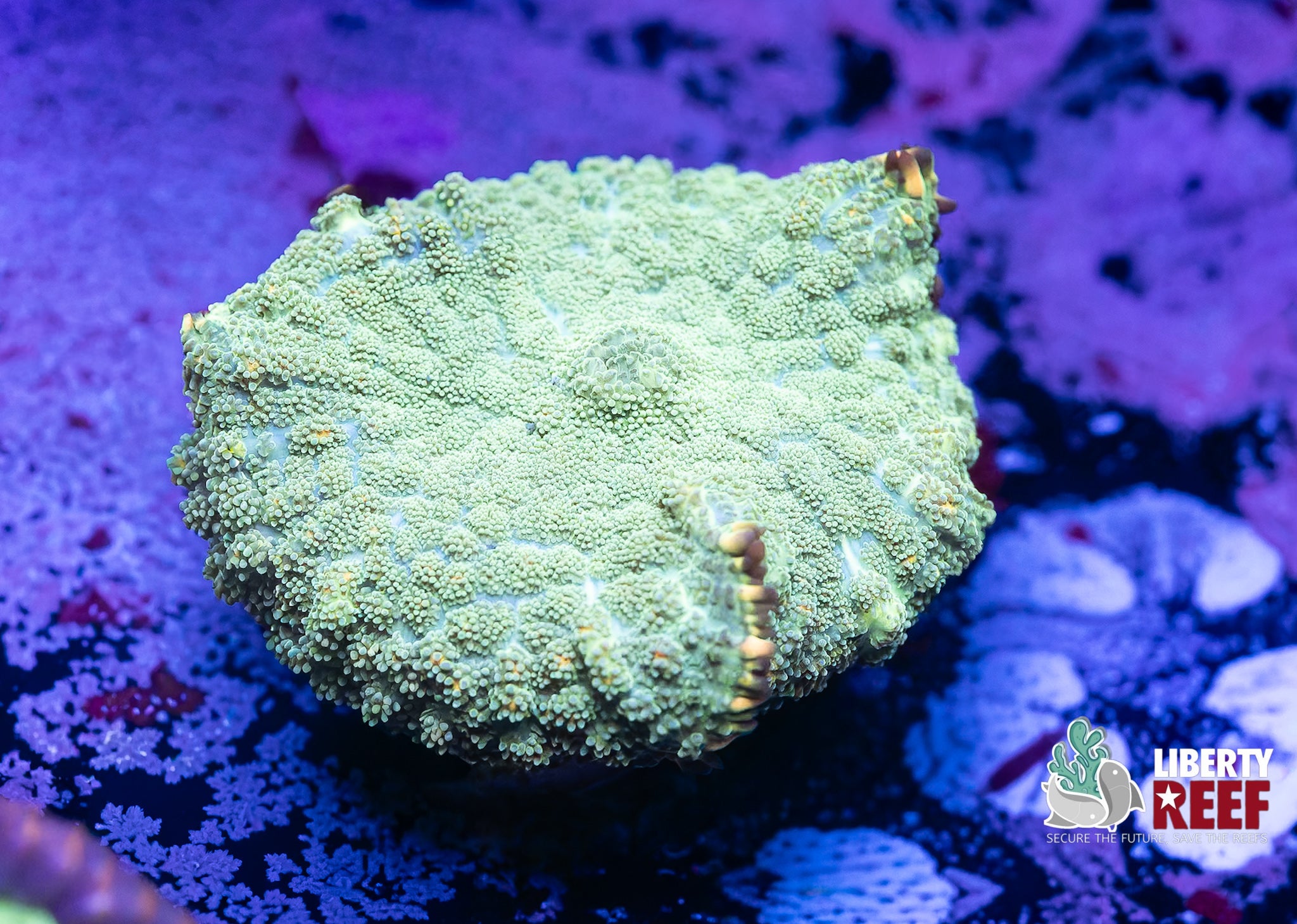 Lily Pad Rhodactus Mushroom