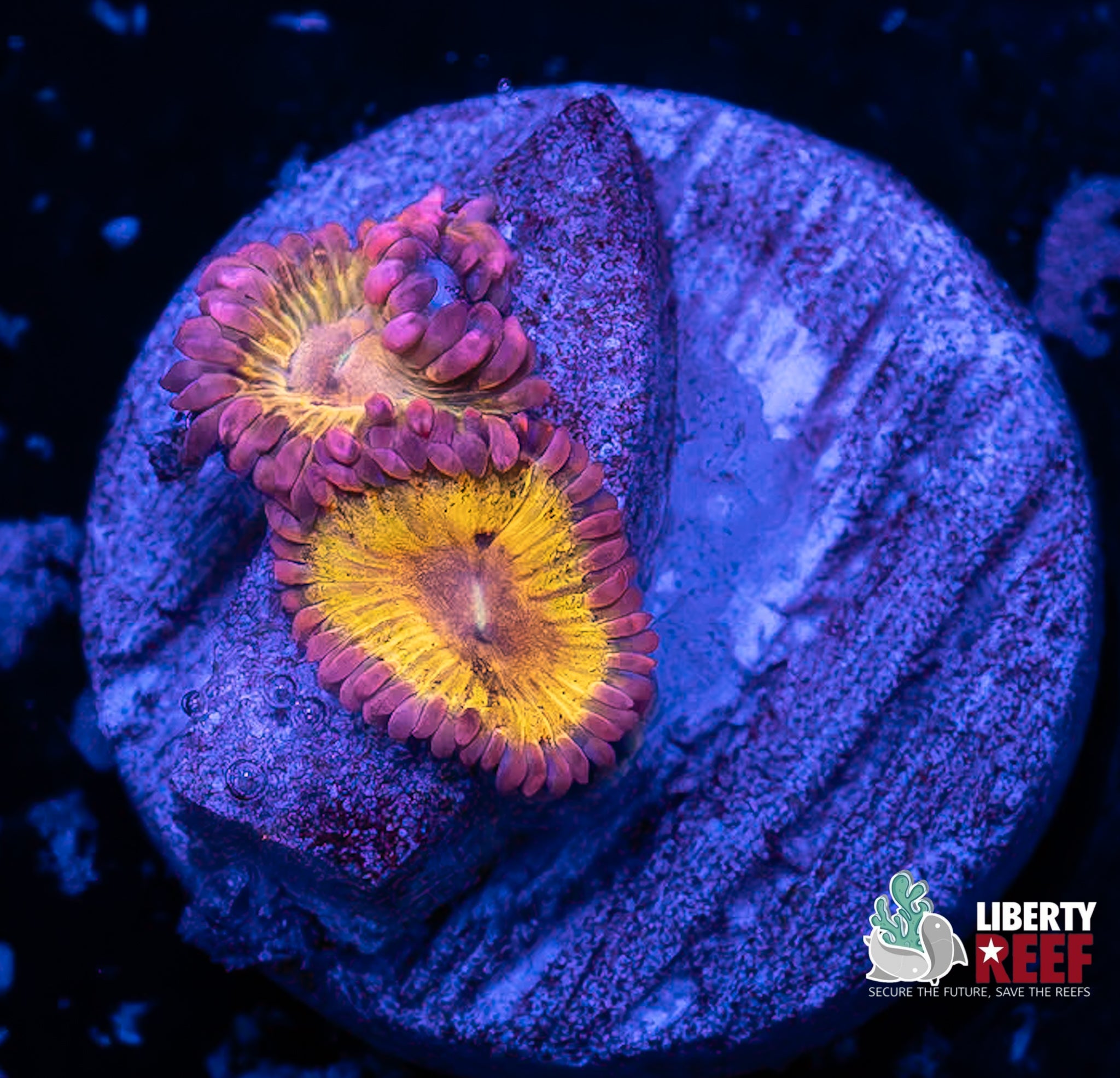 Stratocaster Zoas