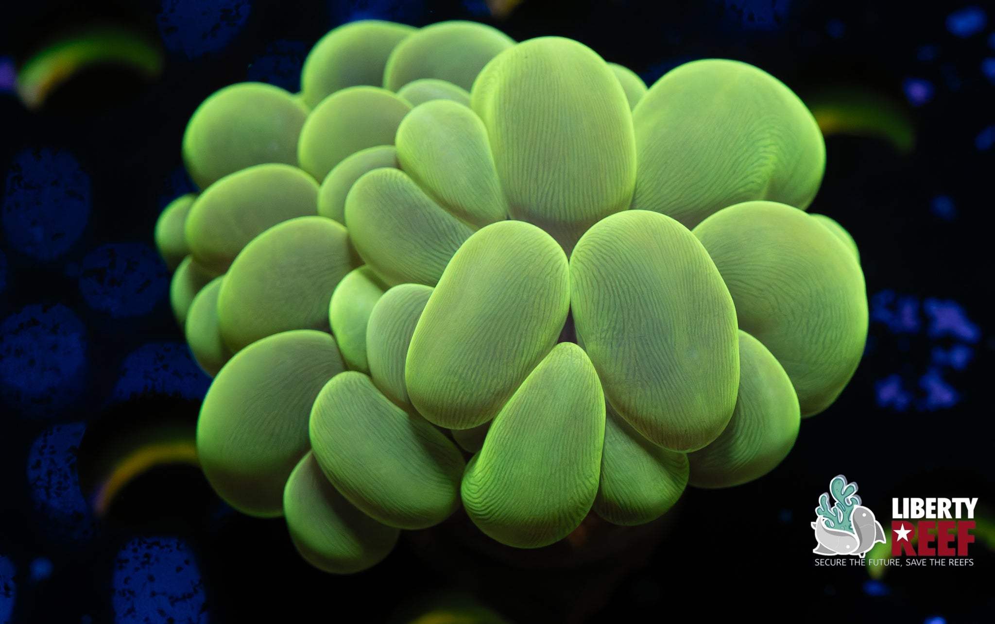 Medium Neon Green Bubble Coral