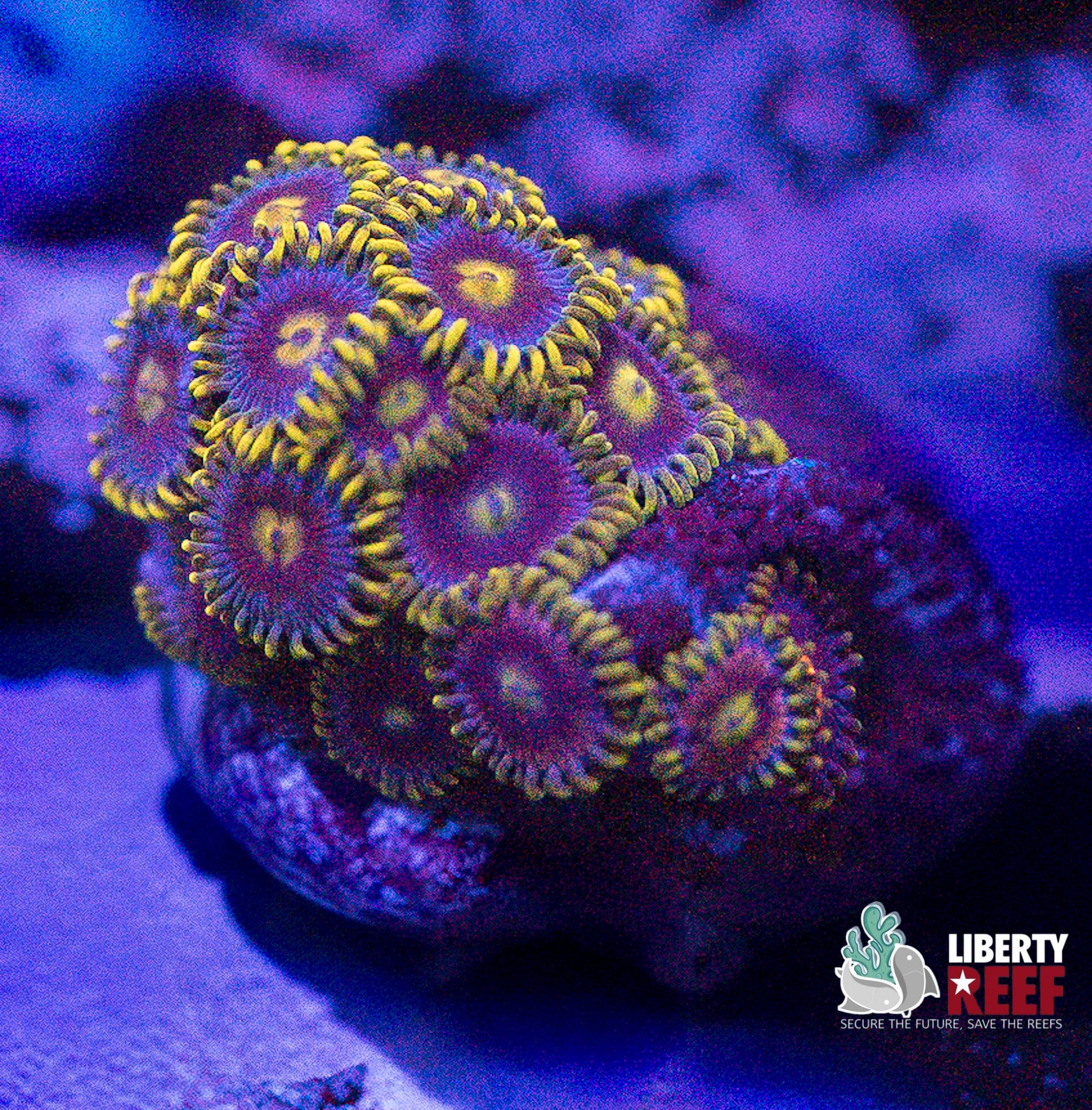 Blow Pop Zoas