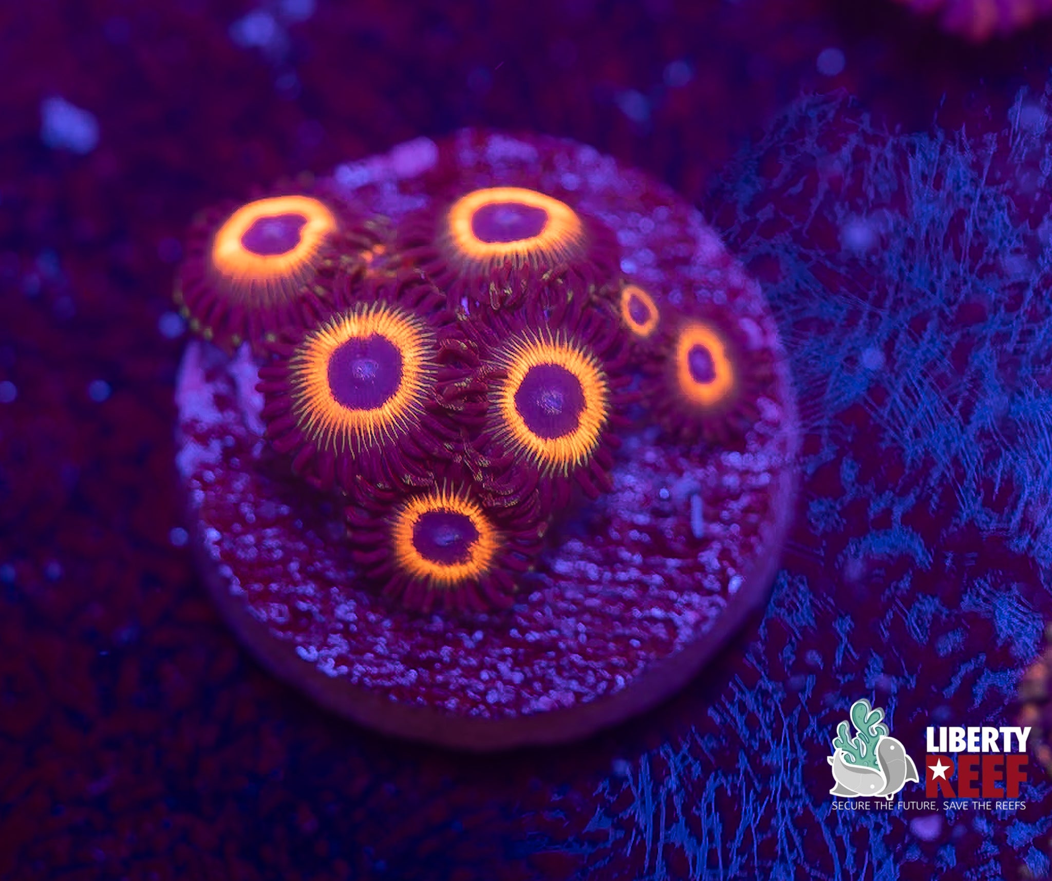 Reverse Bob Marley Zoas