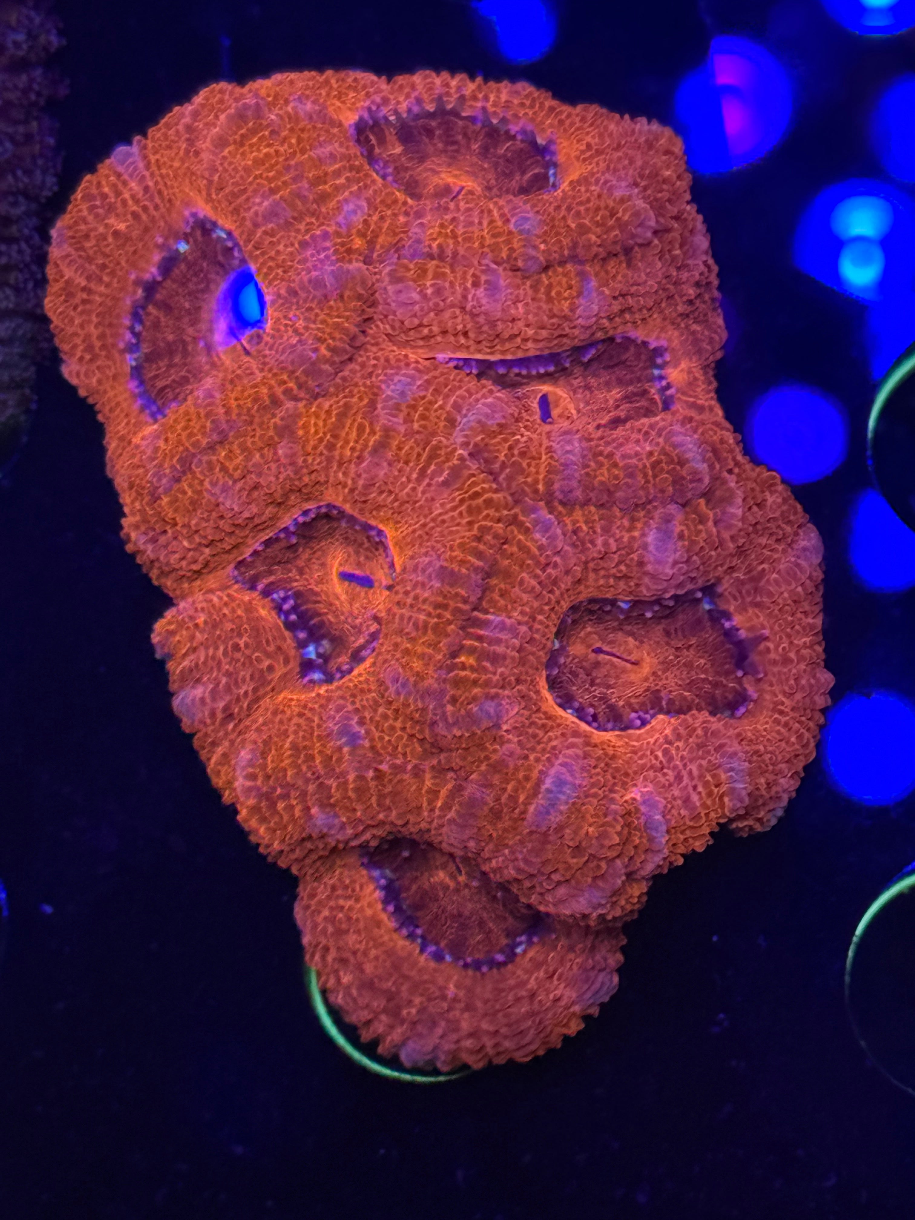 Red Stitches Acan Chunk