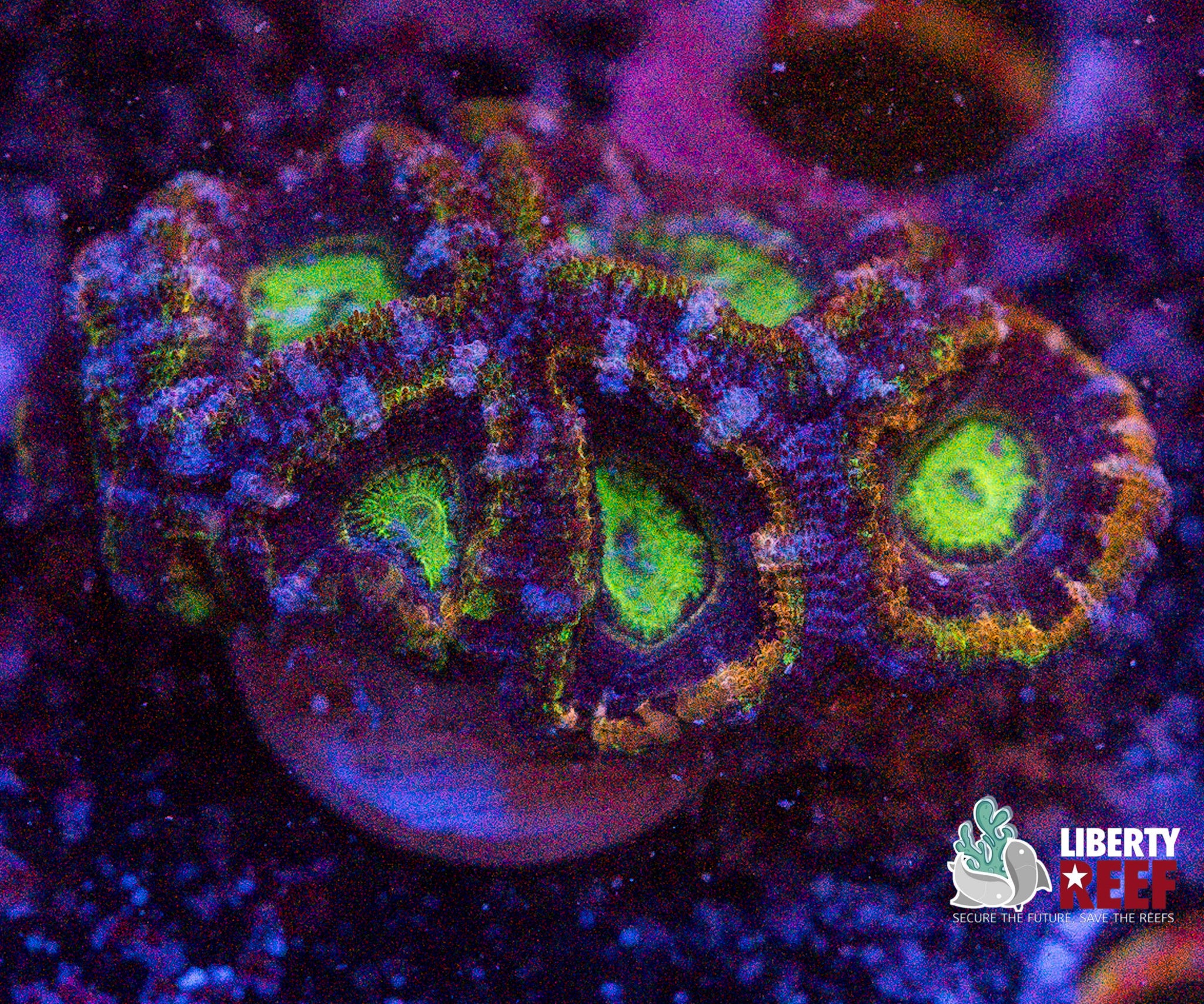 Ultra Acan