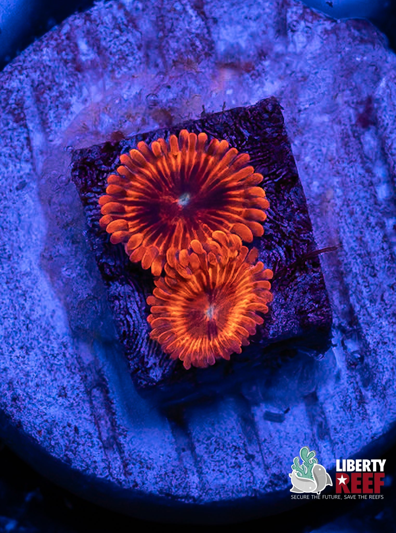 El Corazon Zoas