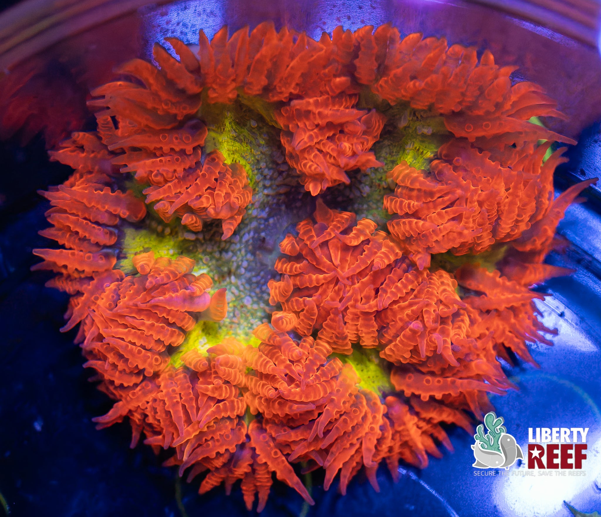 Insane Ultra Rock Flower Anemone