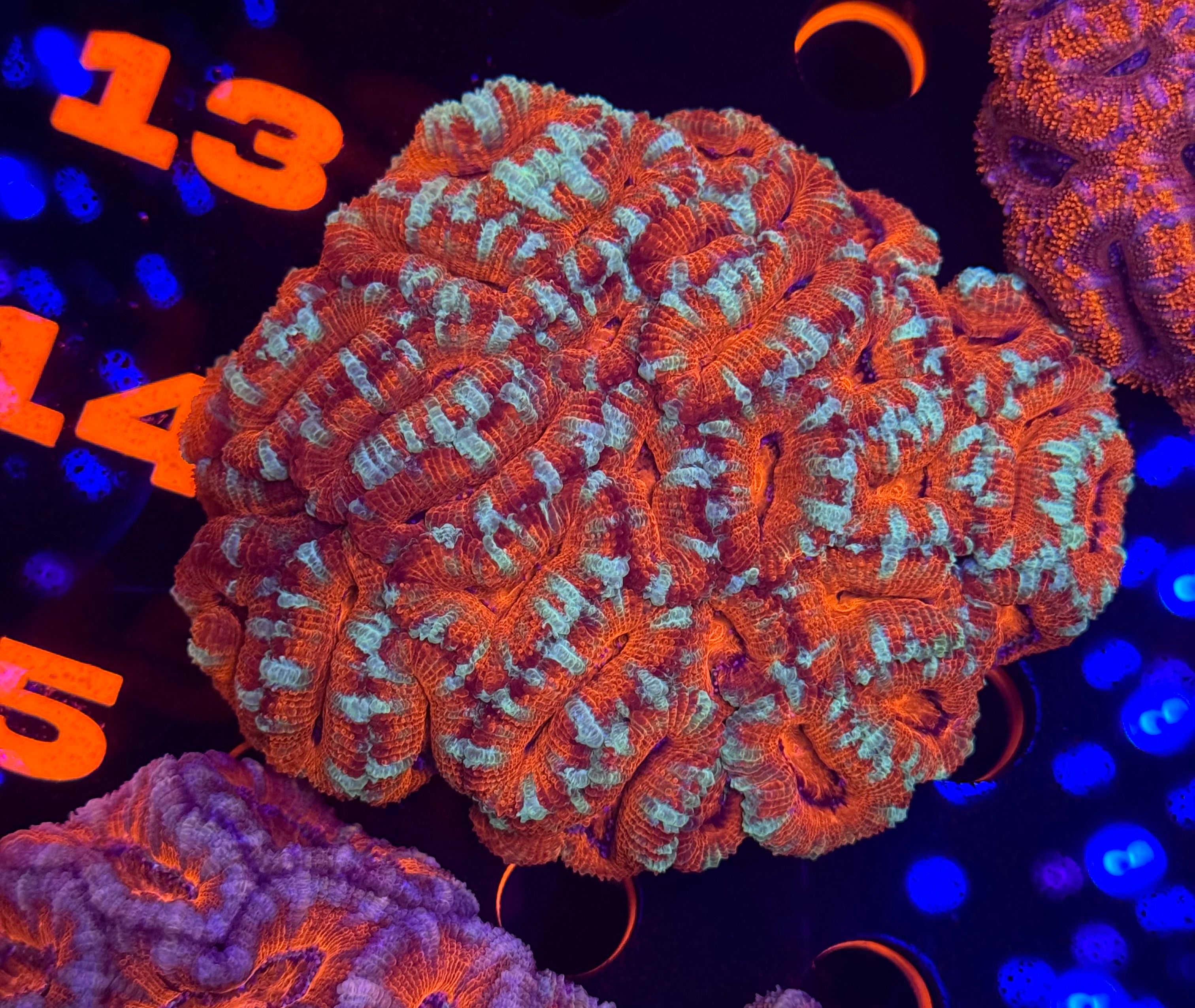 Ultra Stitches Acan Colony