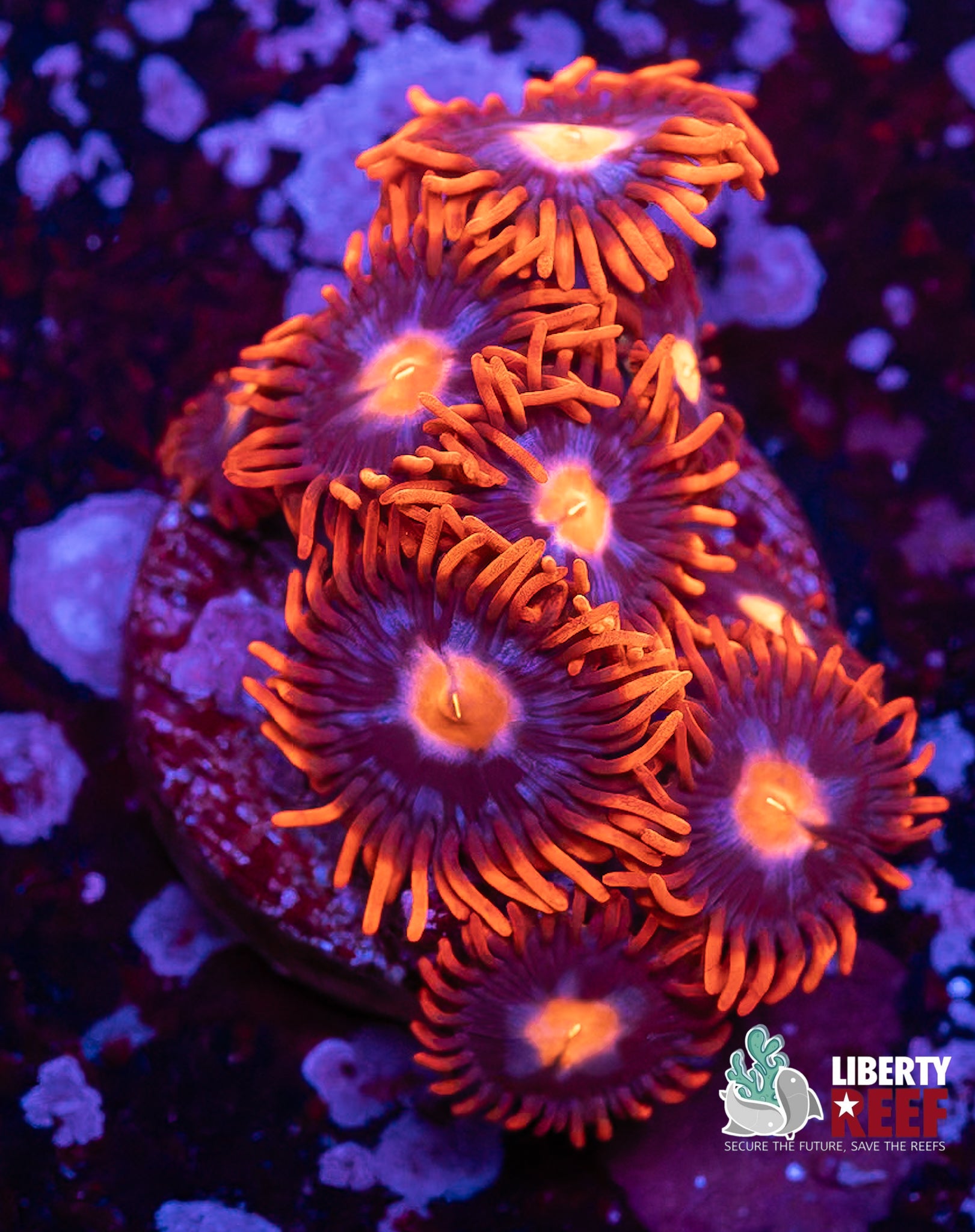 Fire & Ice Zoas